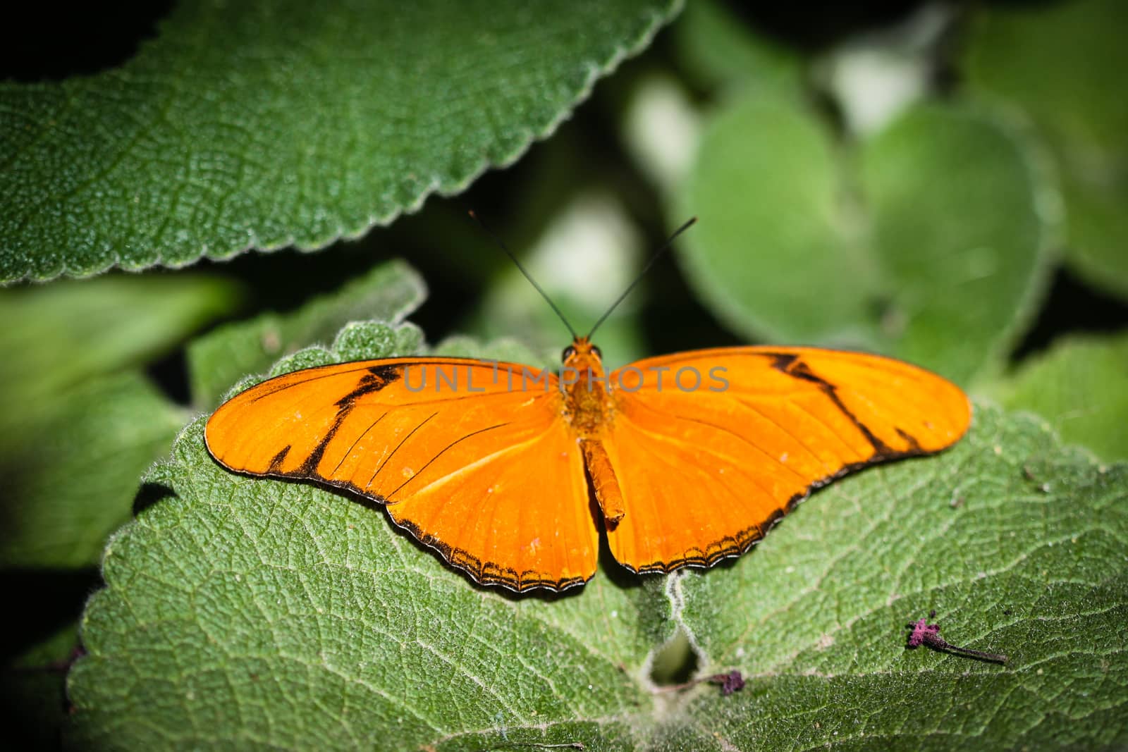 A colorful Julia Heliconian Dryas Julia butterfly.