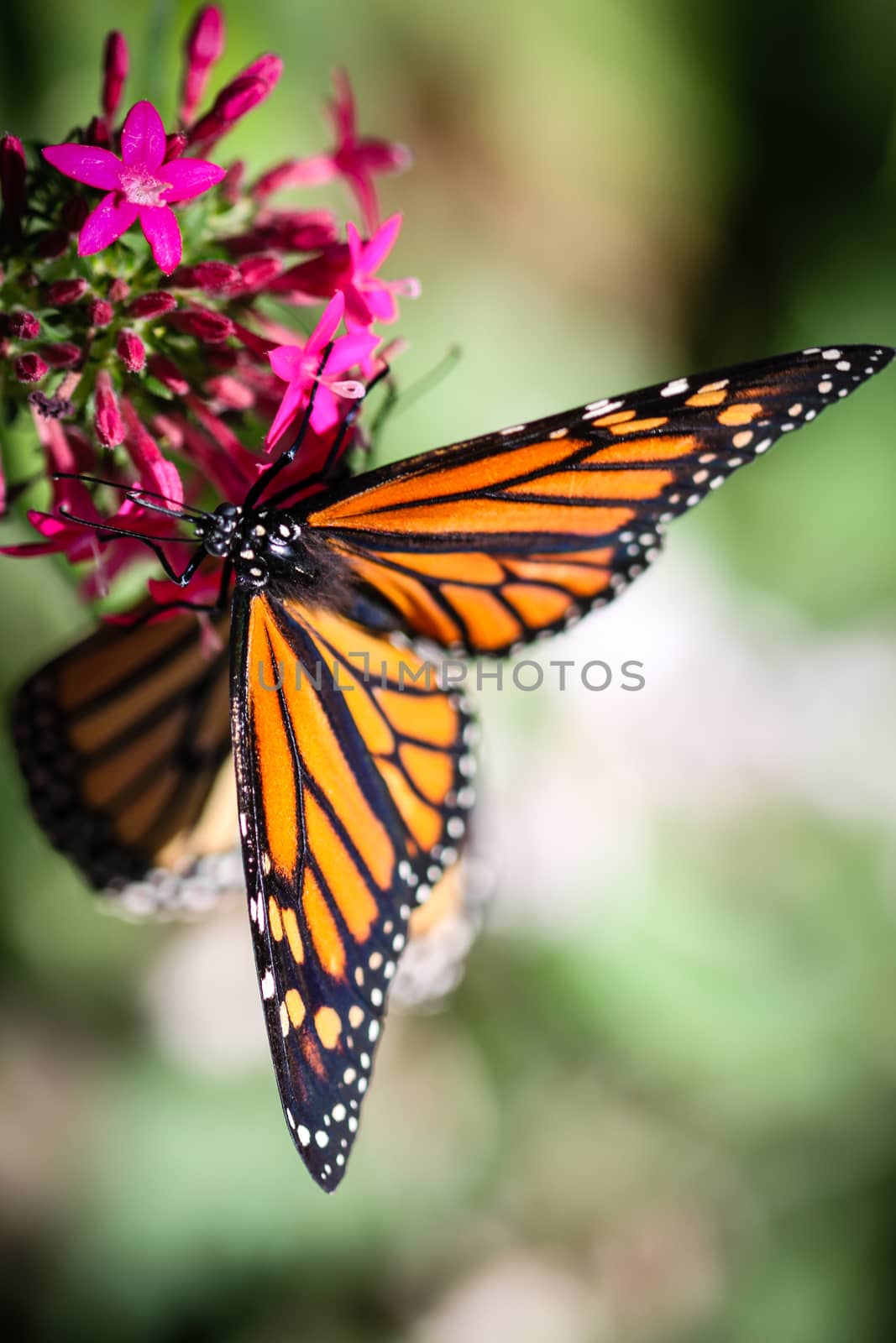 A colorful Monarch Danaus Plexippus butterfly.