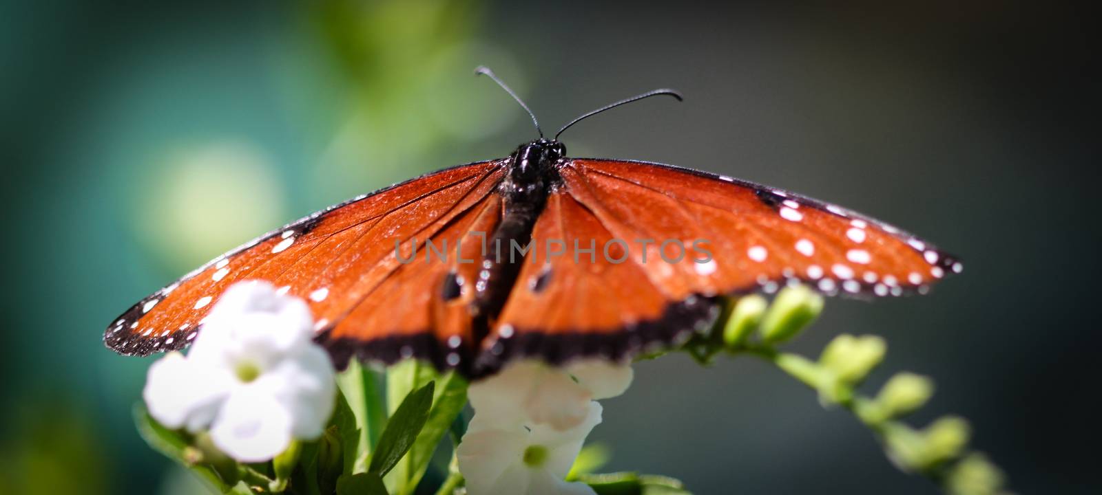 A colorful Queen Danaus Gilippus butterfly.