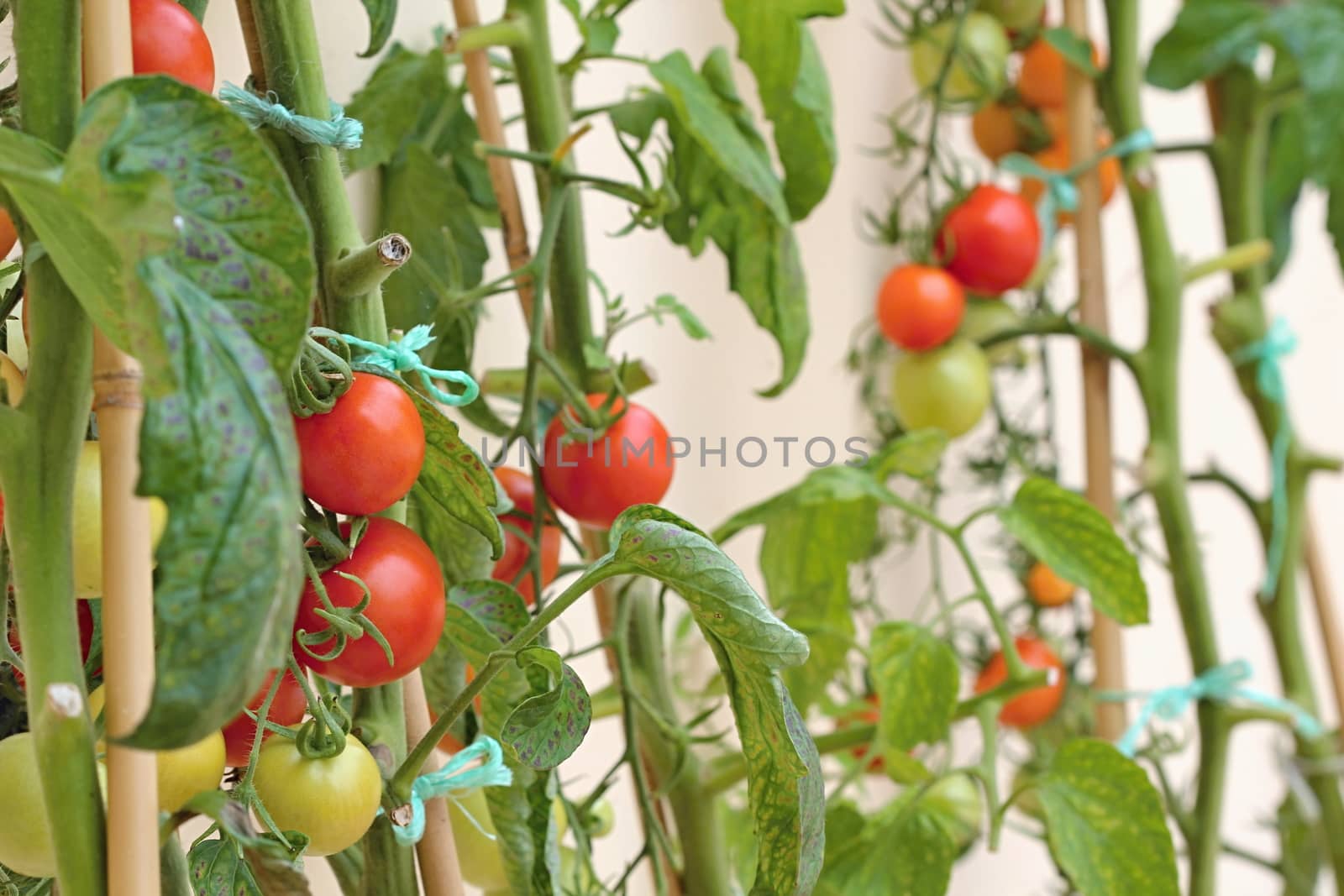 Photo of Colourful Tomatoes in the Garden made in the late Summer time in the Czech republic, 2013