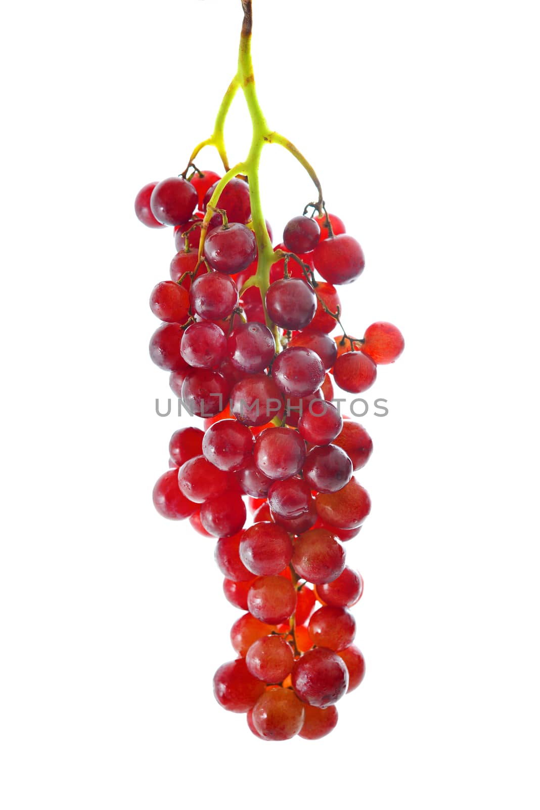 red grapes by antpkr