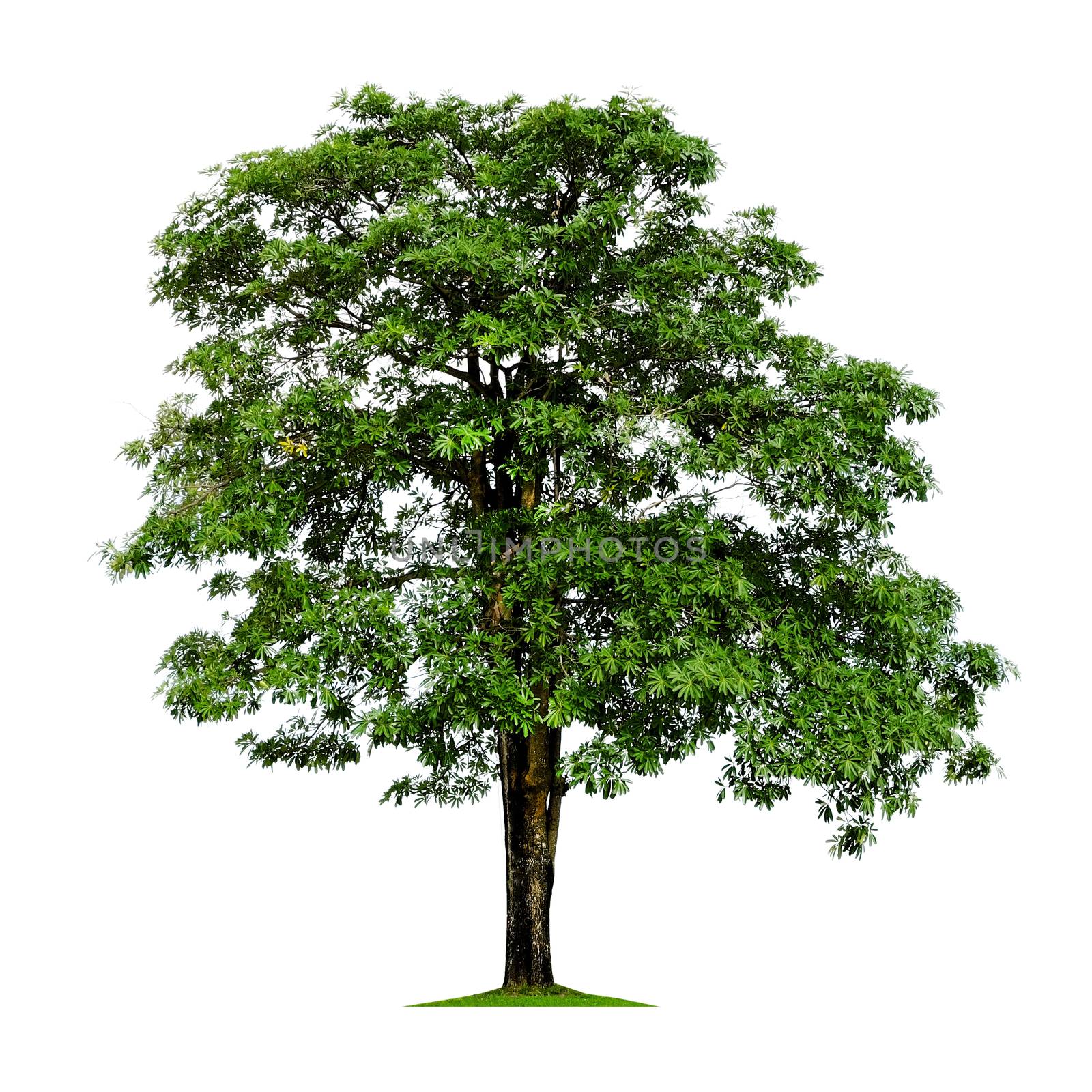 Dita bark tree isolated on white
