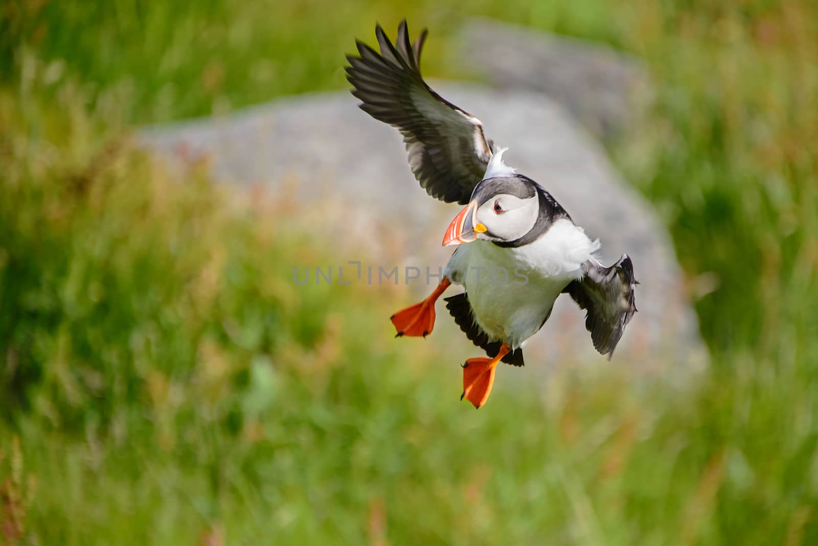 Atlantic puffin, fratercula arctica, a sea bird landing with wings outstretched  from a foraging flight from the sea towards its burrow.
