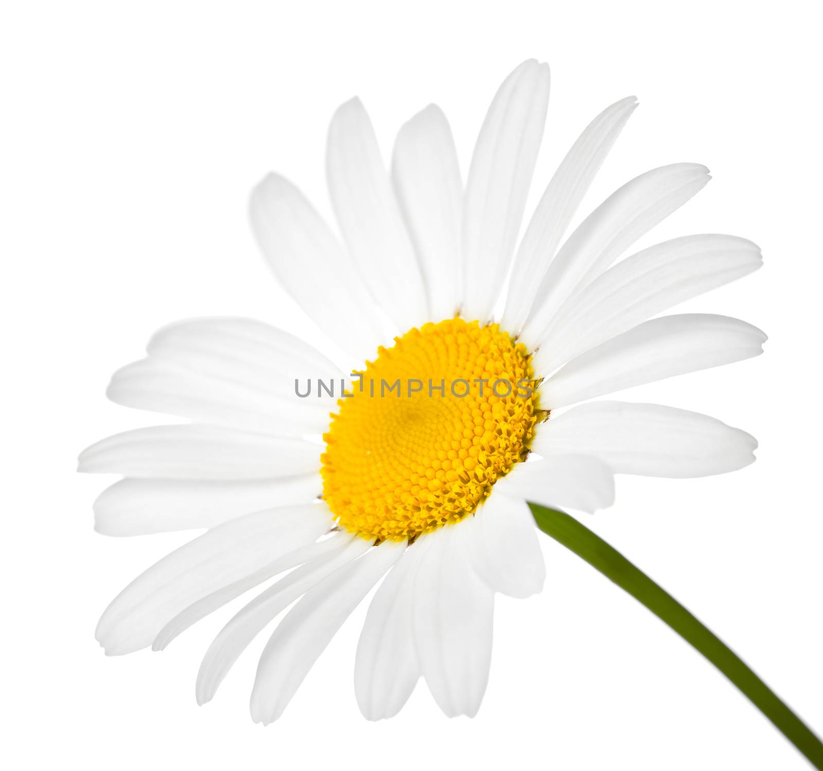 Chamomile flower isolated on white background. Macro shot