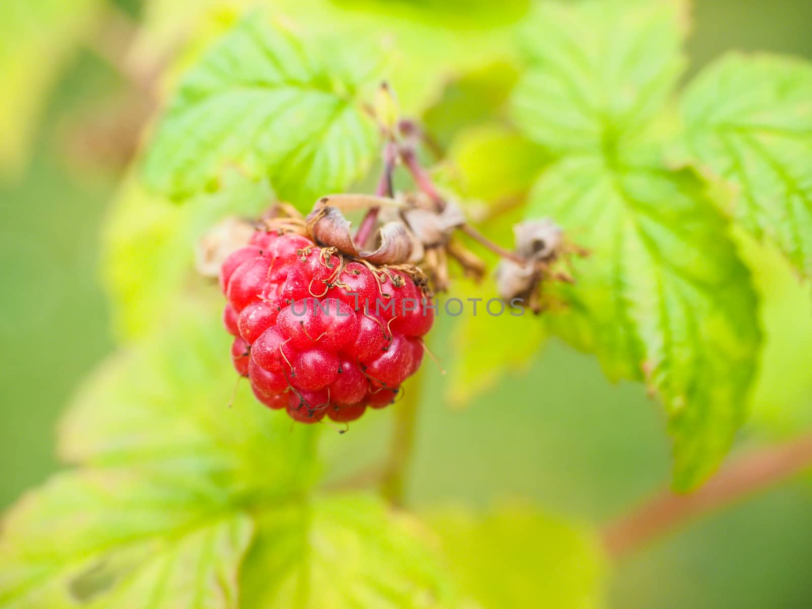 Fresh red raspberry hanging on bush with fresh green leaves by Arvebettum