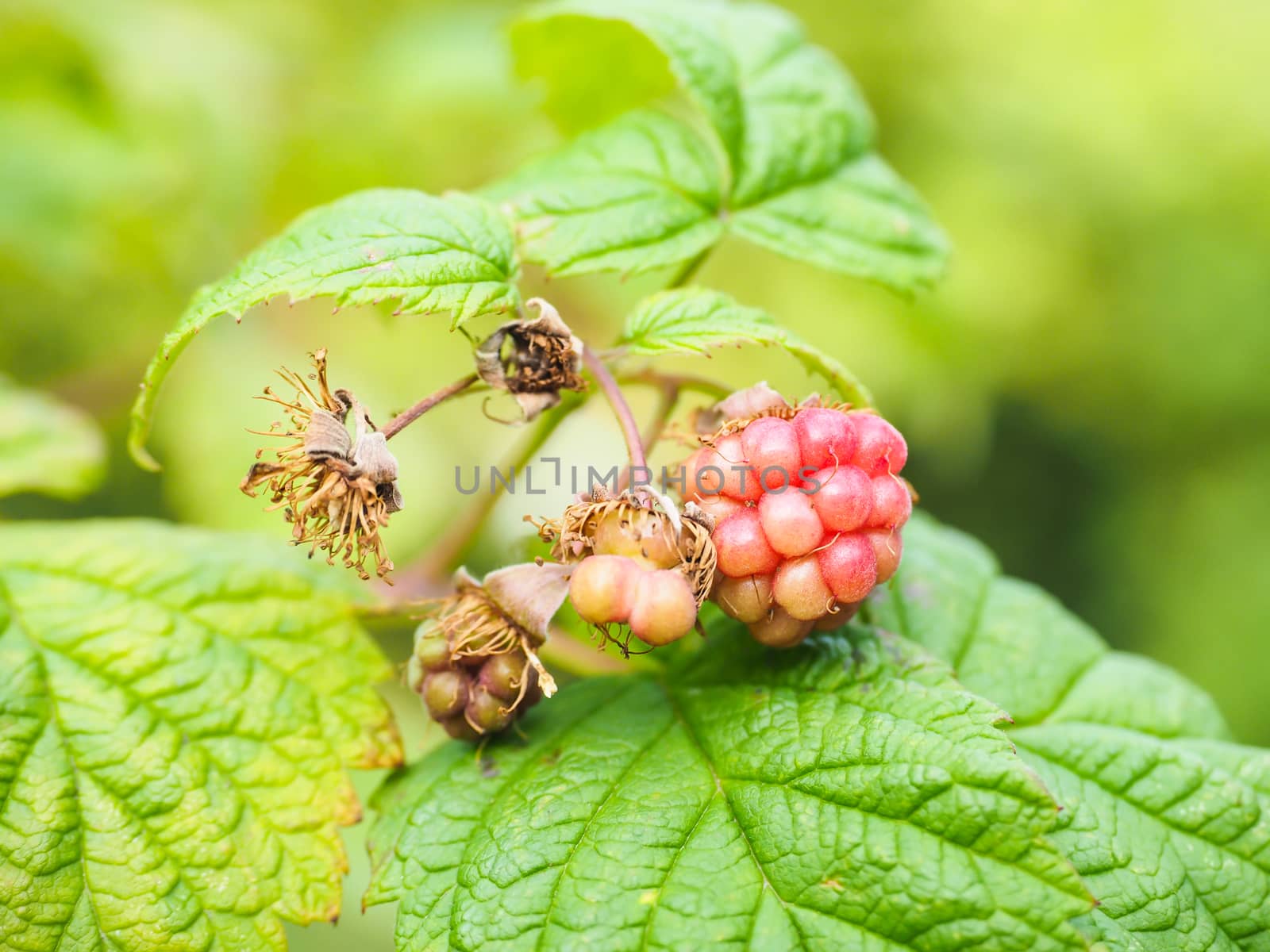 Unripe raspberry hanging on bush with fresh green leaves by Arvebettum