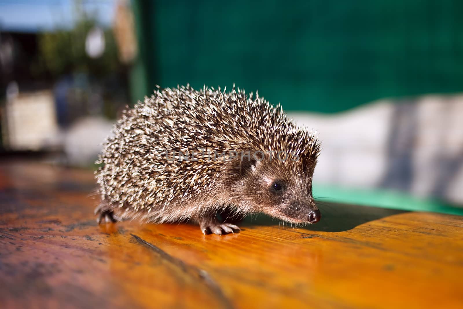 A general view of mammals - the hedgehog is common on a wooden table