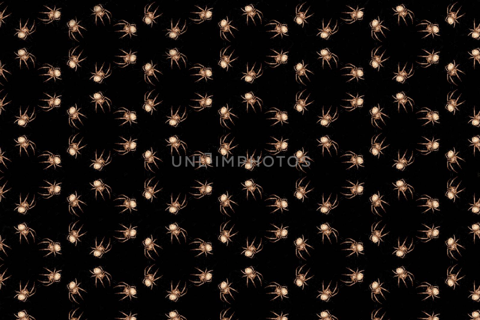 Symmetrical Vector image of a spider of a light brown color on a black background