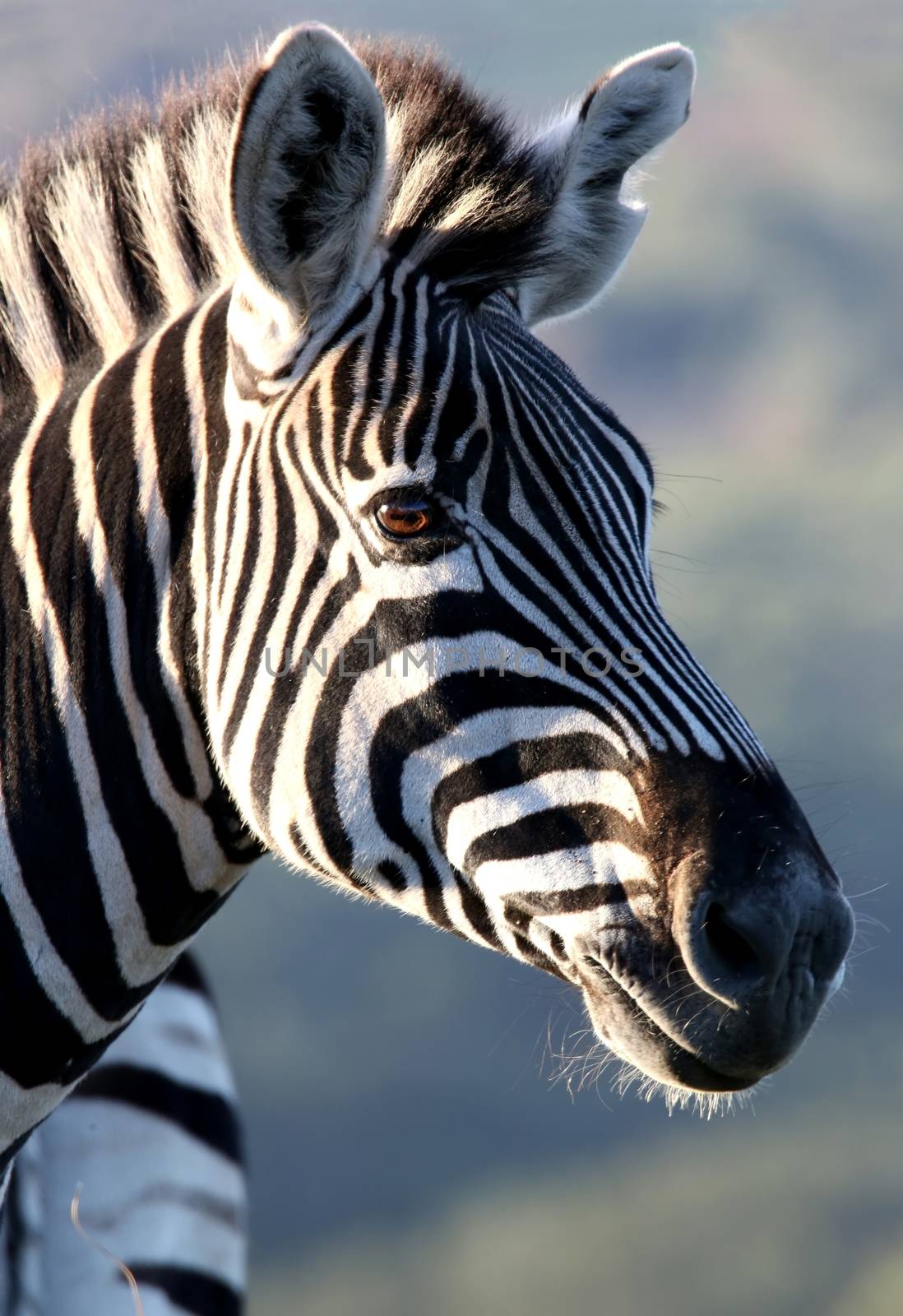 Portrait of a zebra stallion in Africa