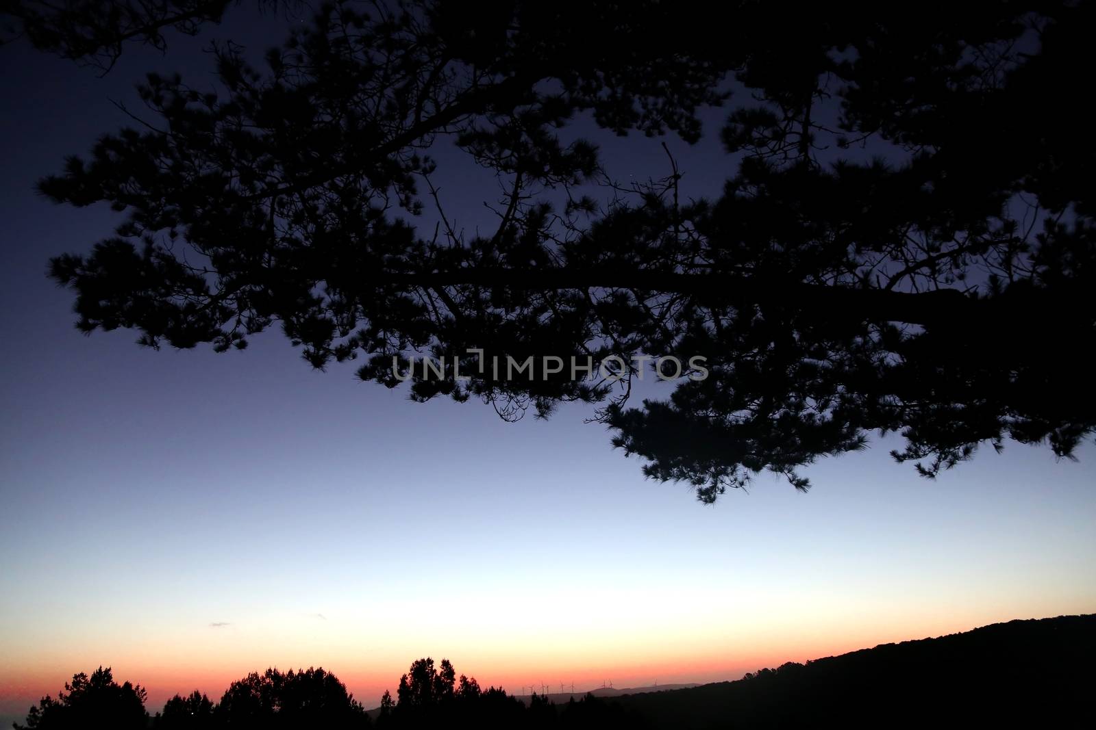 Sunset with a large tree silhouetted in the foreground