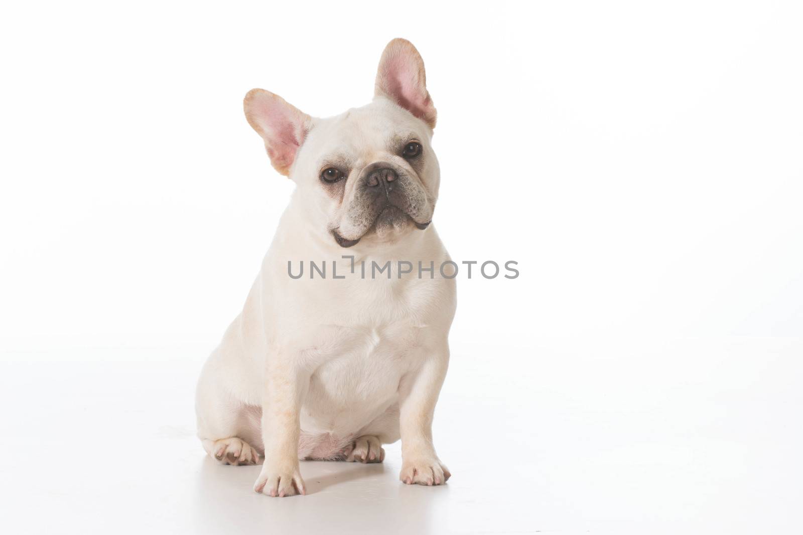 french bulldog puppy sitting looking at viewer on white background