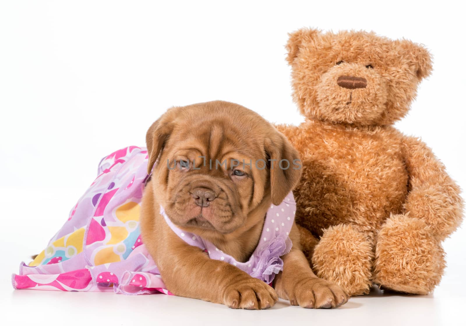 best friends - dogue de bordeaux puppy and teddy bear