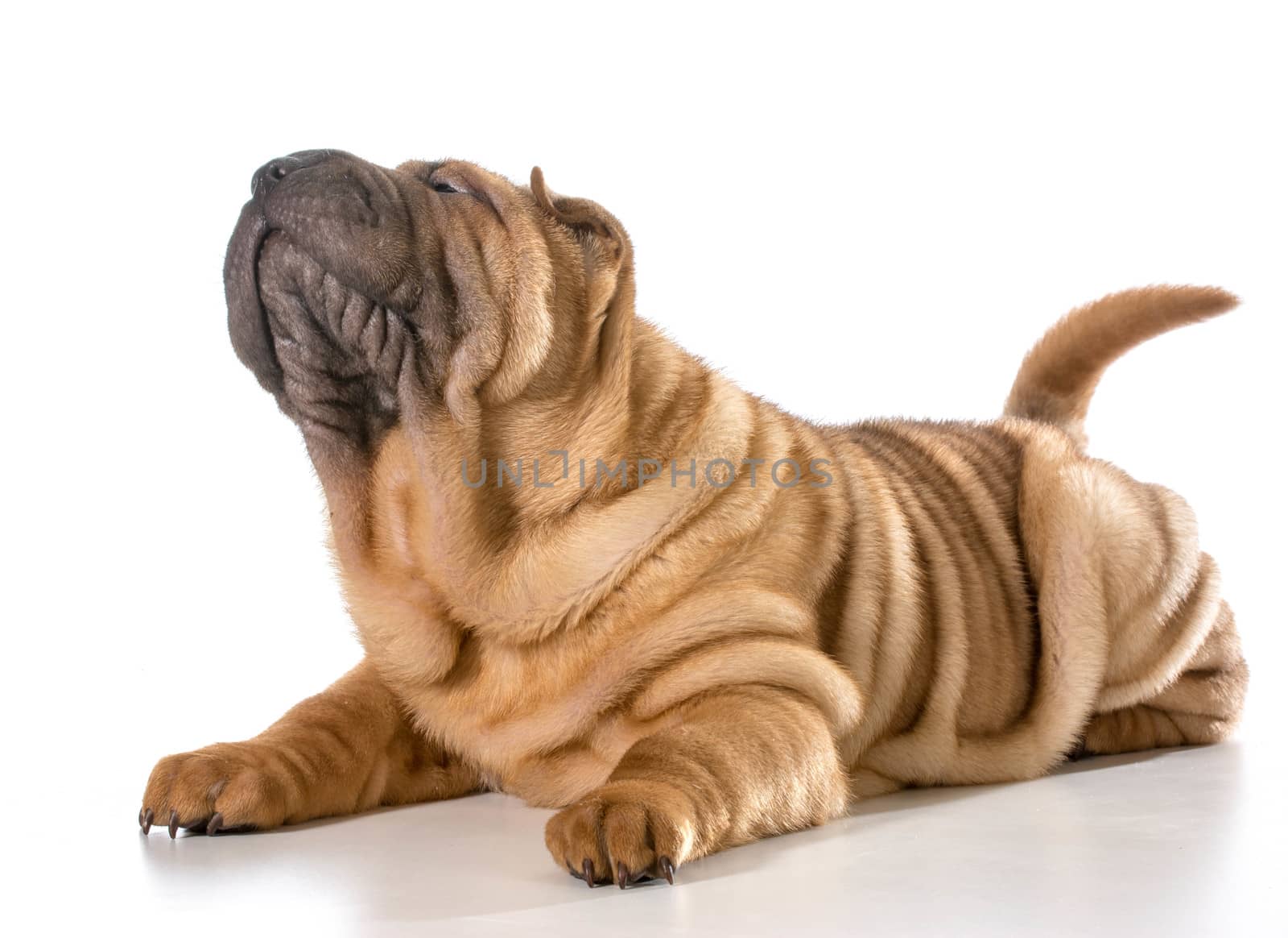 chinese shar pei puppy laying down looking up isolated on white background - 4 months old