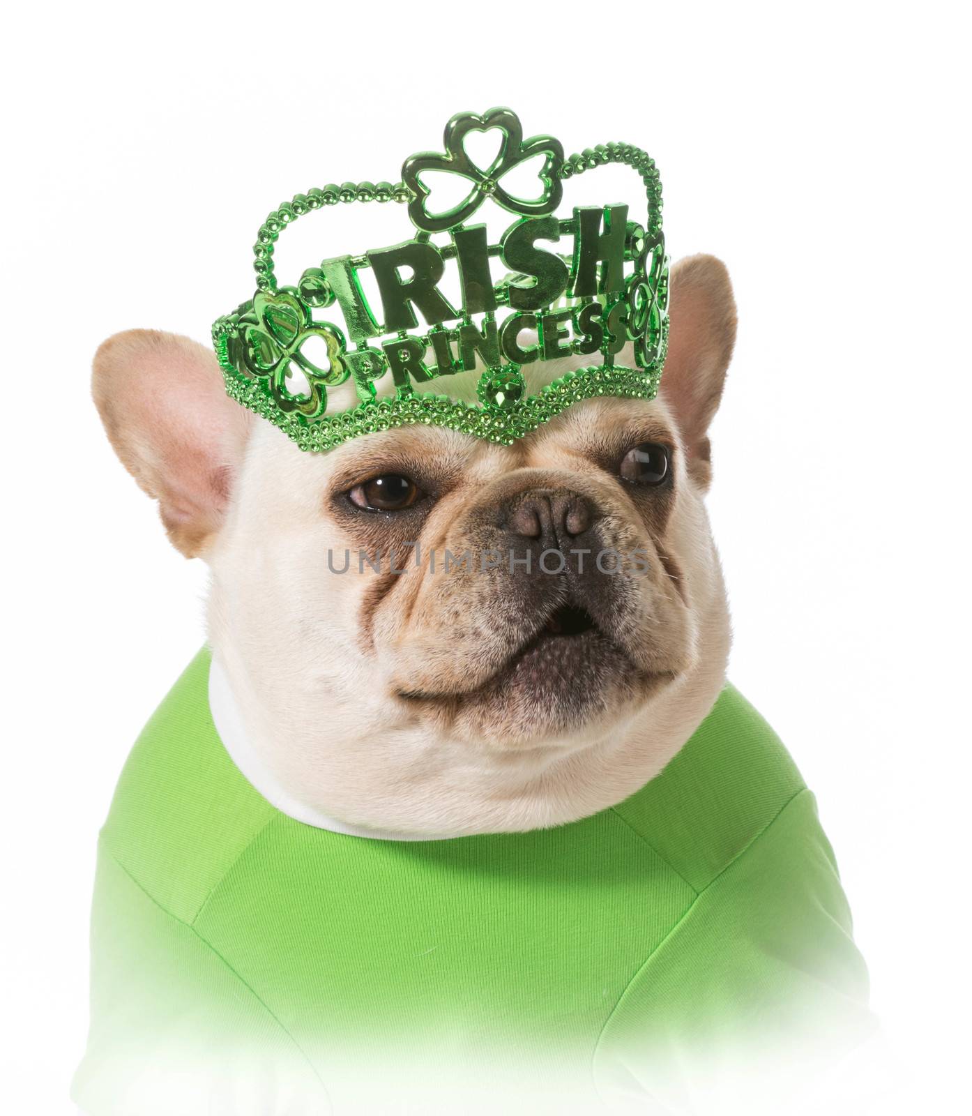 St Patricks Day dog - french bulldog
