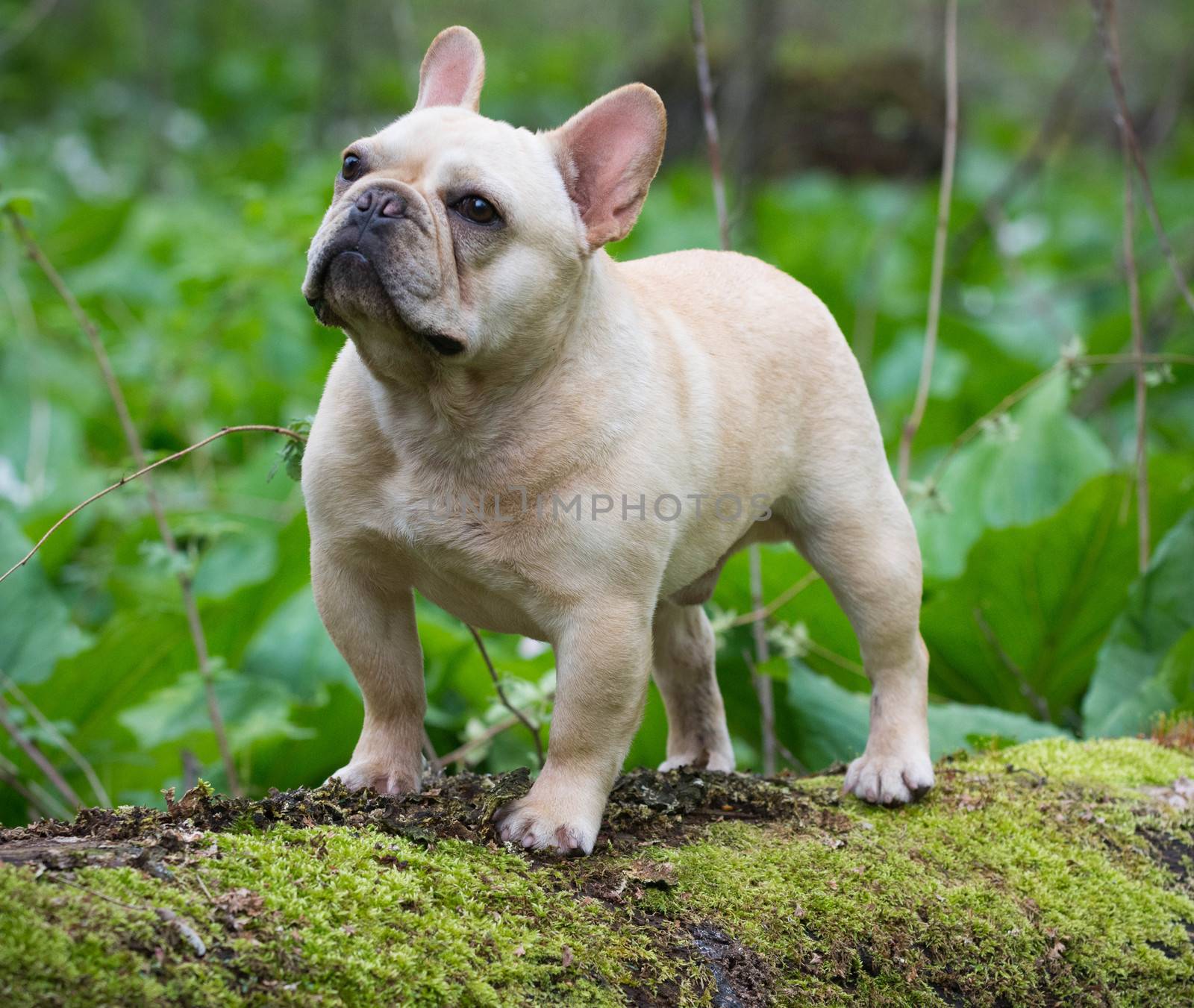 french bulldog standing on a mossy log outside in the woods