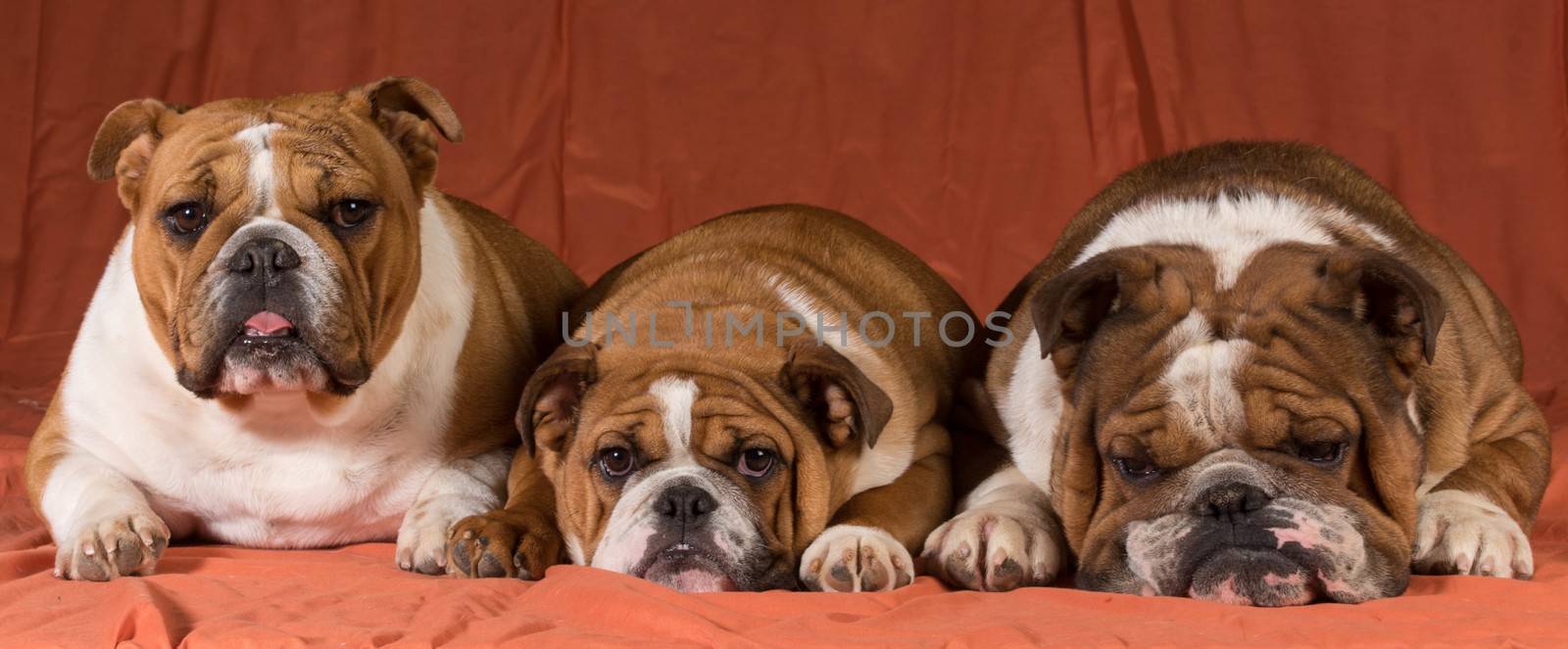 three english bulldogs laying down together
