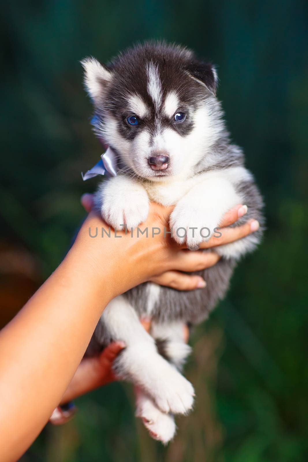 Siberian husky puppy by mrgarry