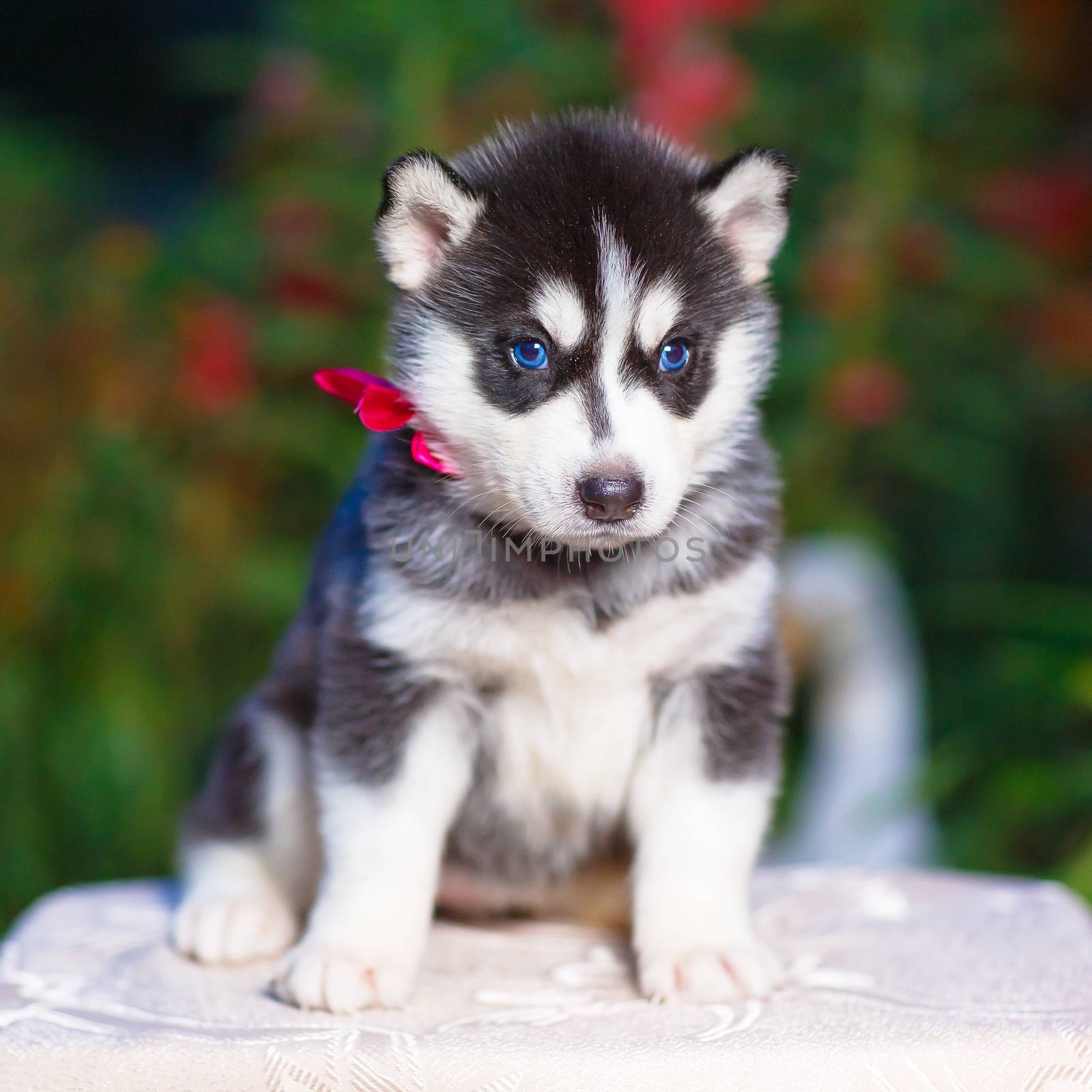 Siberian husky puppy with blue eyes