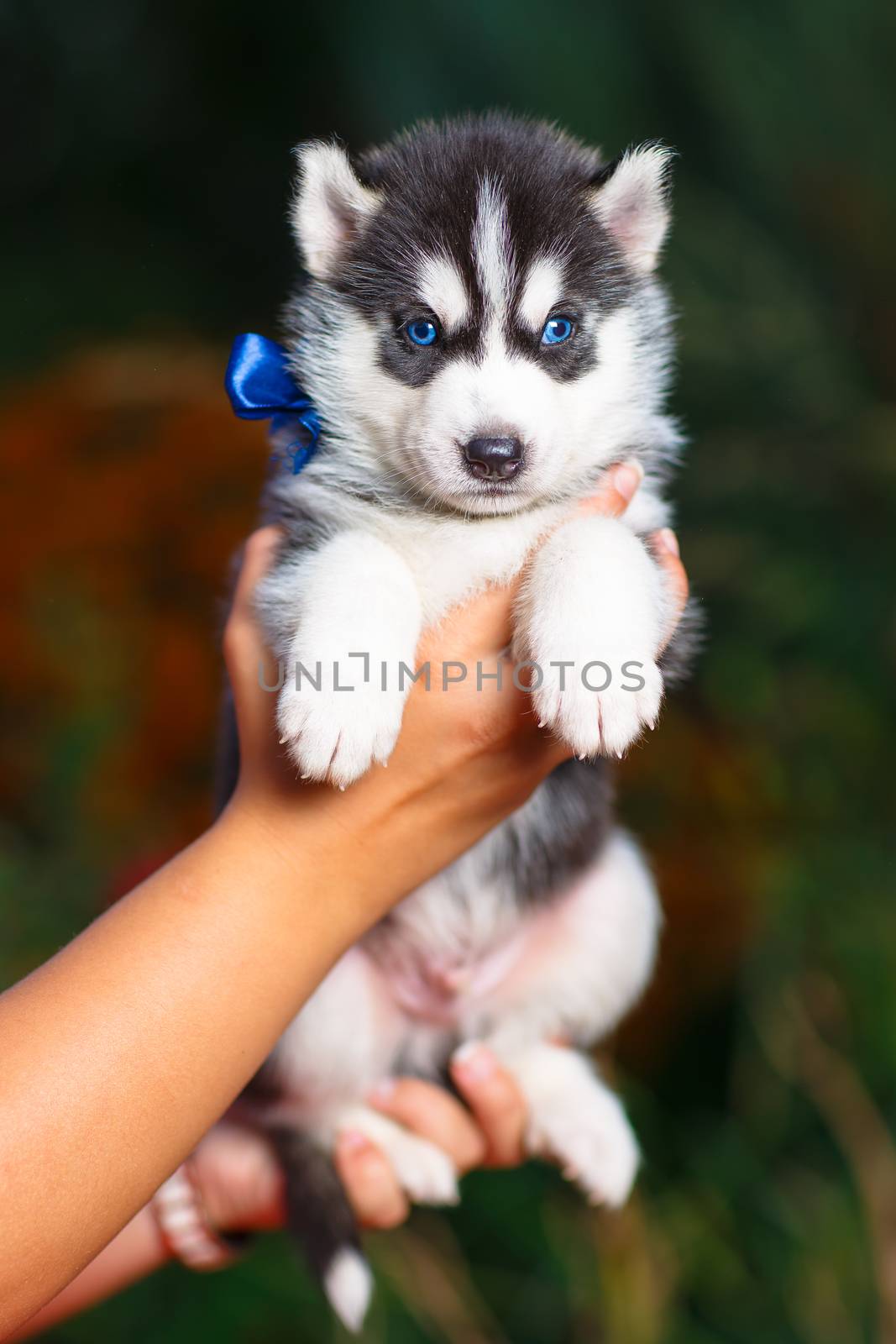 Siberian husky puppy with blue eyes