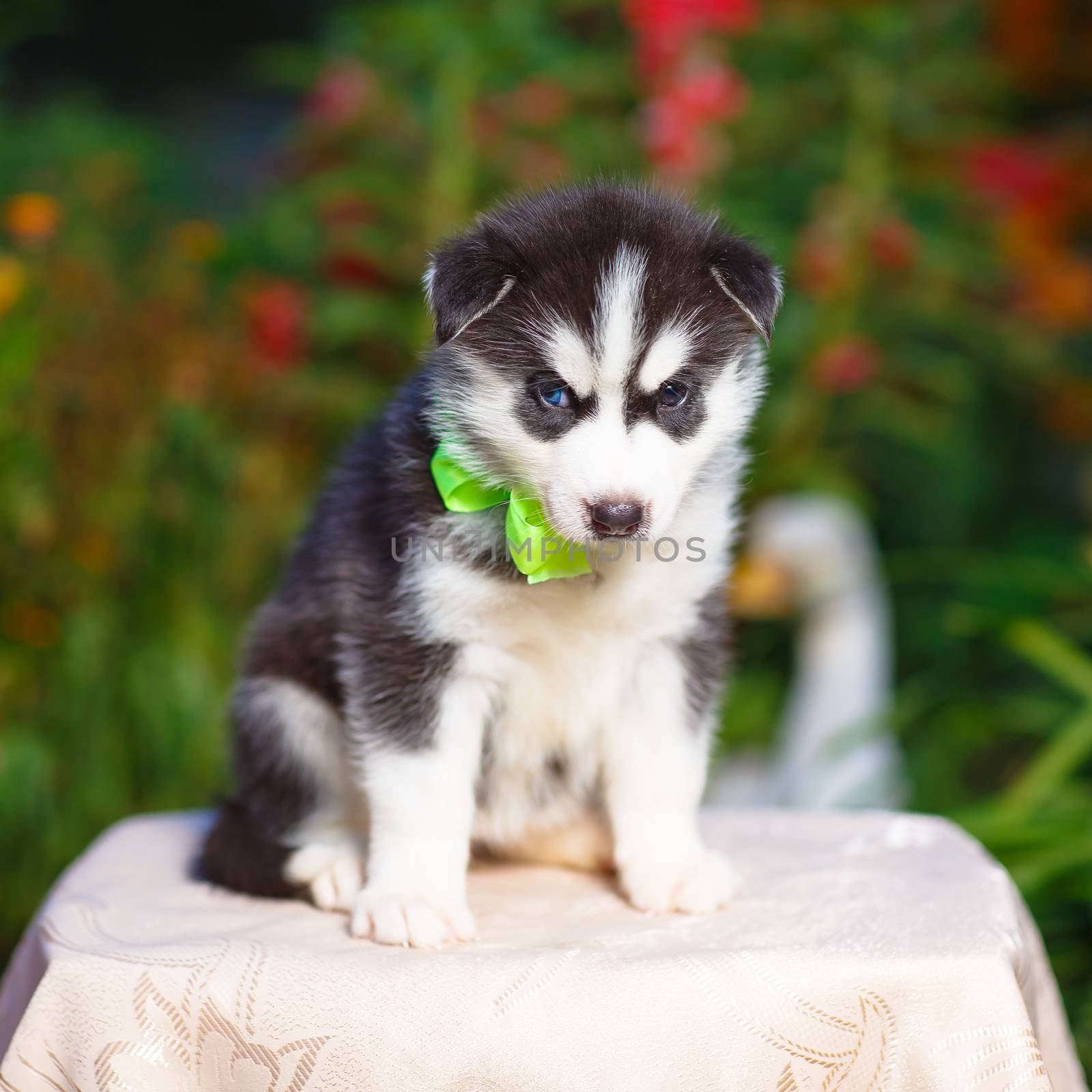 Siberian husky puppy with blue eyes