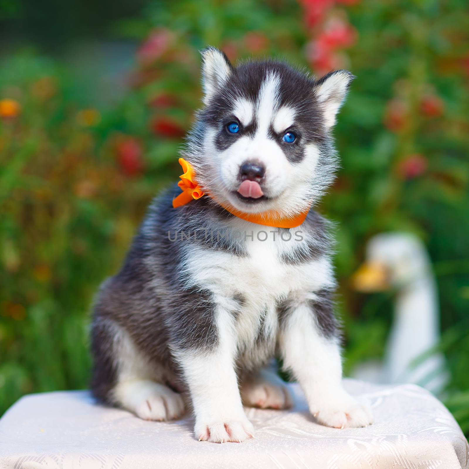 Siberian husky puppy by mrgarry