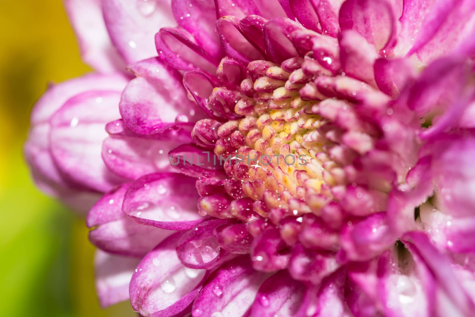 the beautiful close-up of purple flower pollen with dew drop