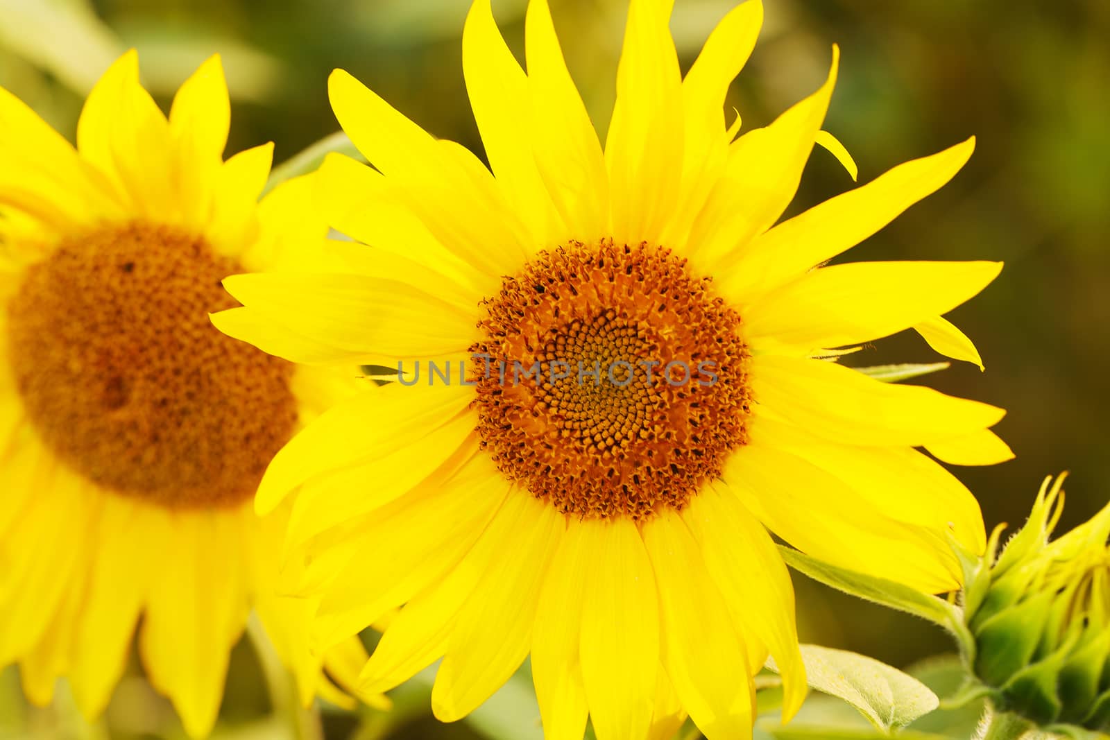 Close-up. Beautiful sunflowers on the field