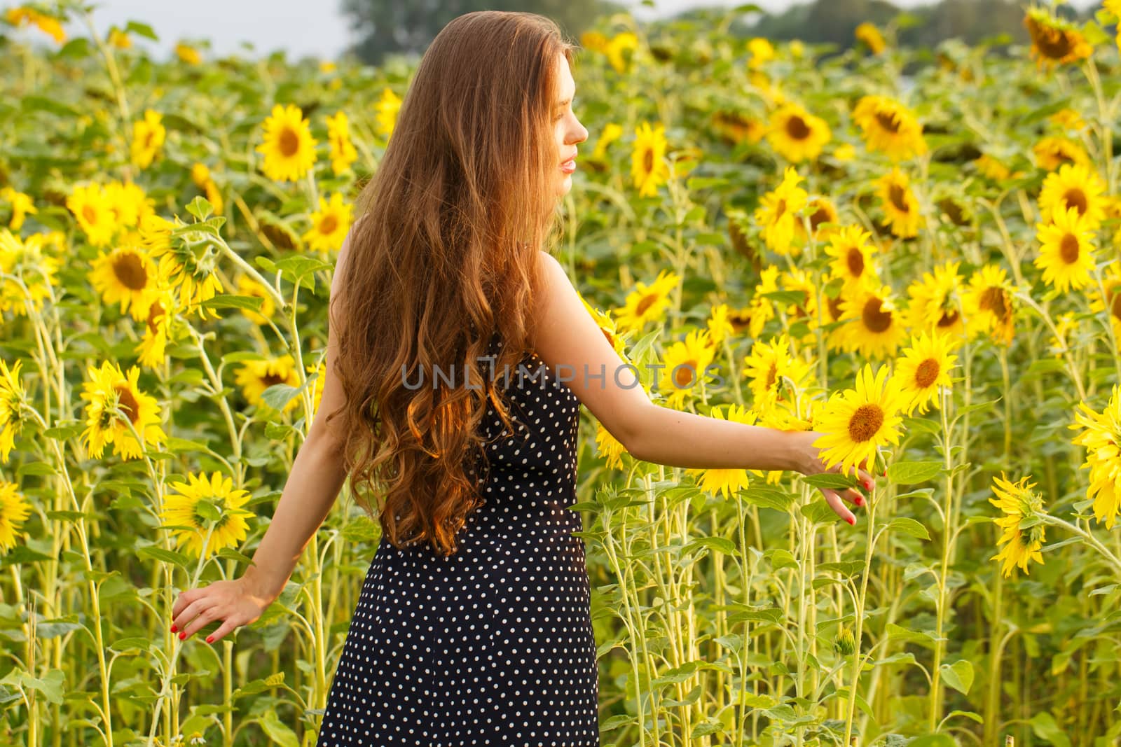 Cute girl in the field full of sunflowers