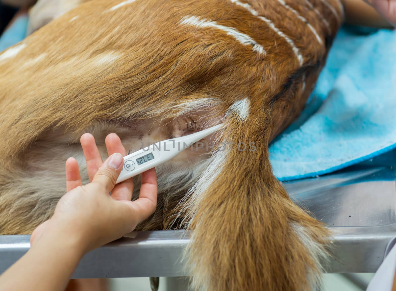verterinarian measuring nyala temperature in hospital