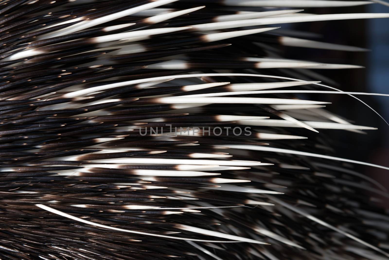close up picture of a porcupine spine