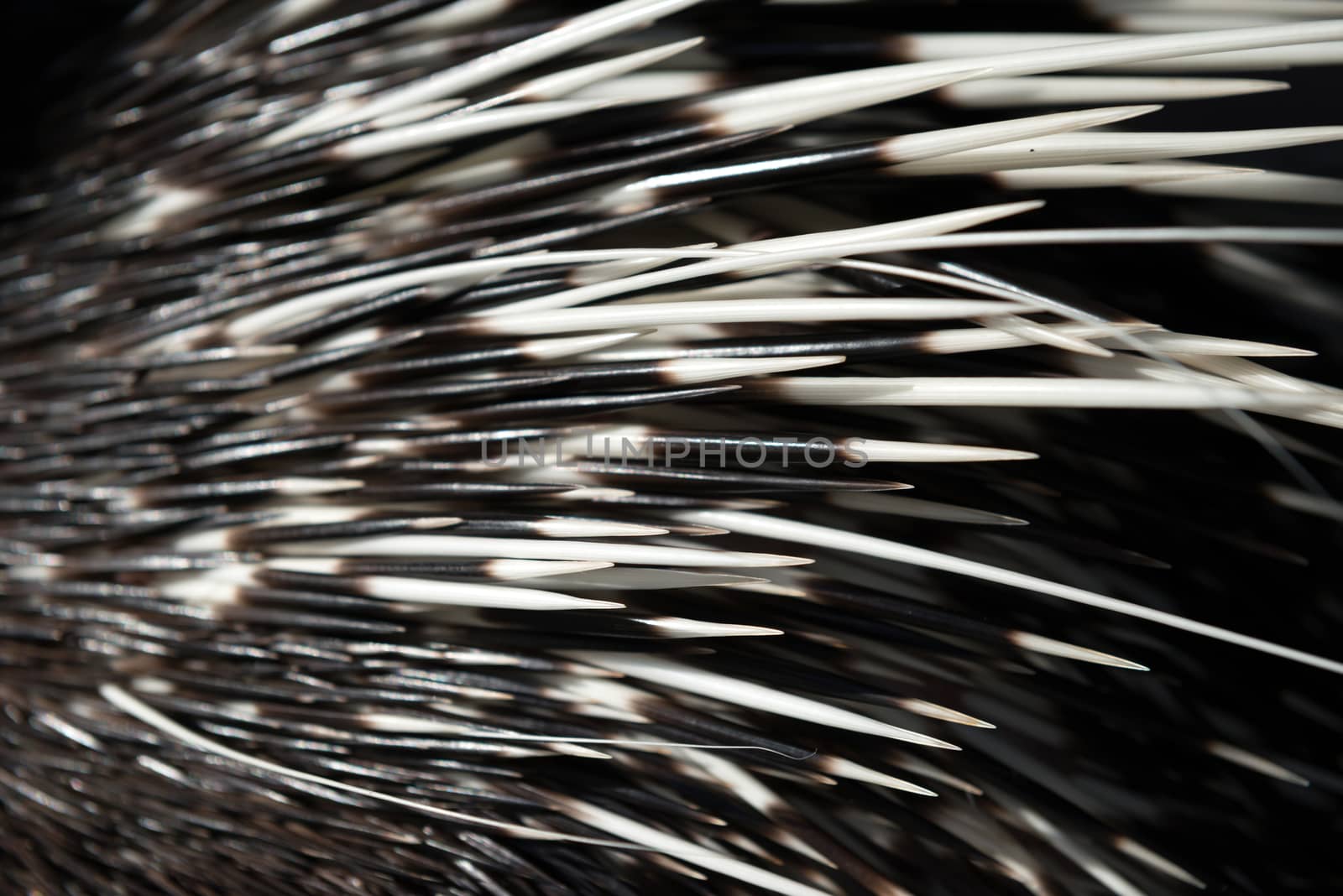 close up picture of a porcupine spine