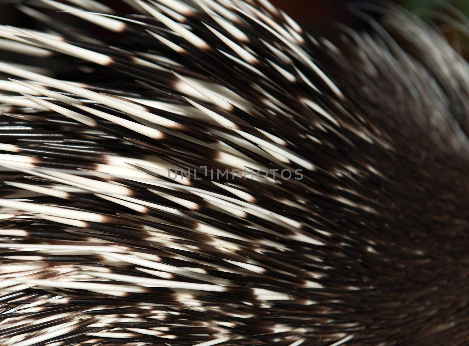 close up picture of a porcupine spine