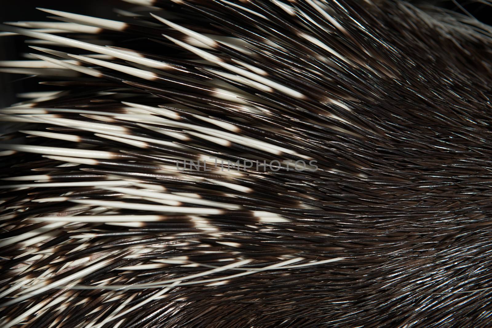 close up picture of a porcupine spine
