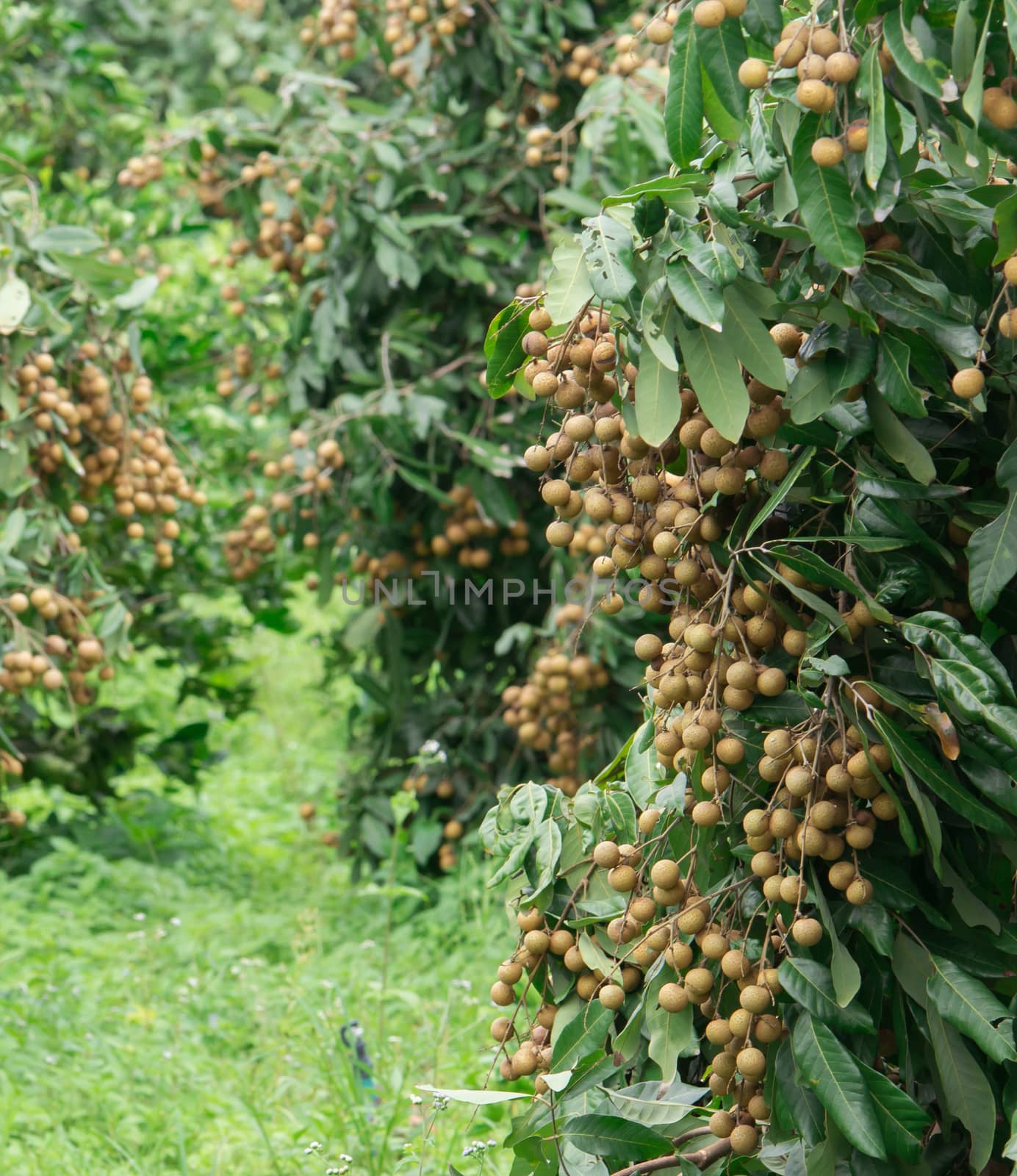 fresh longan on tree in the orchard