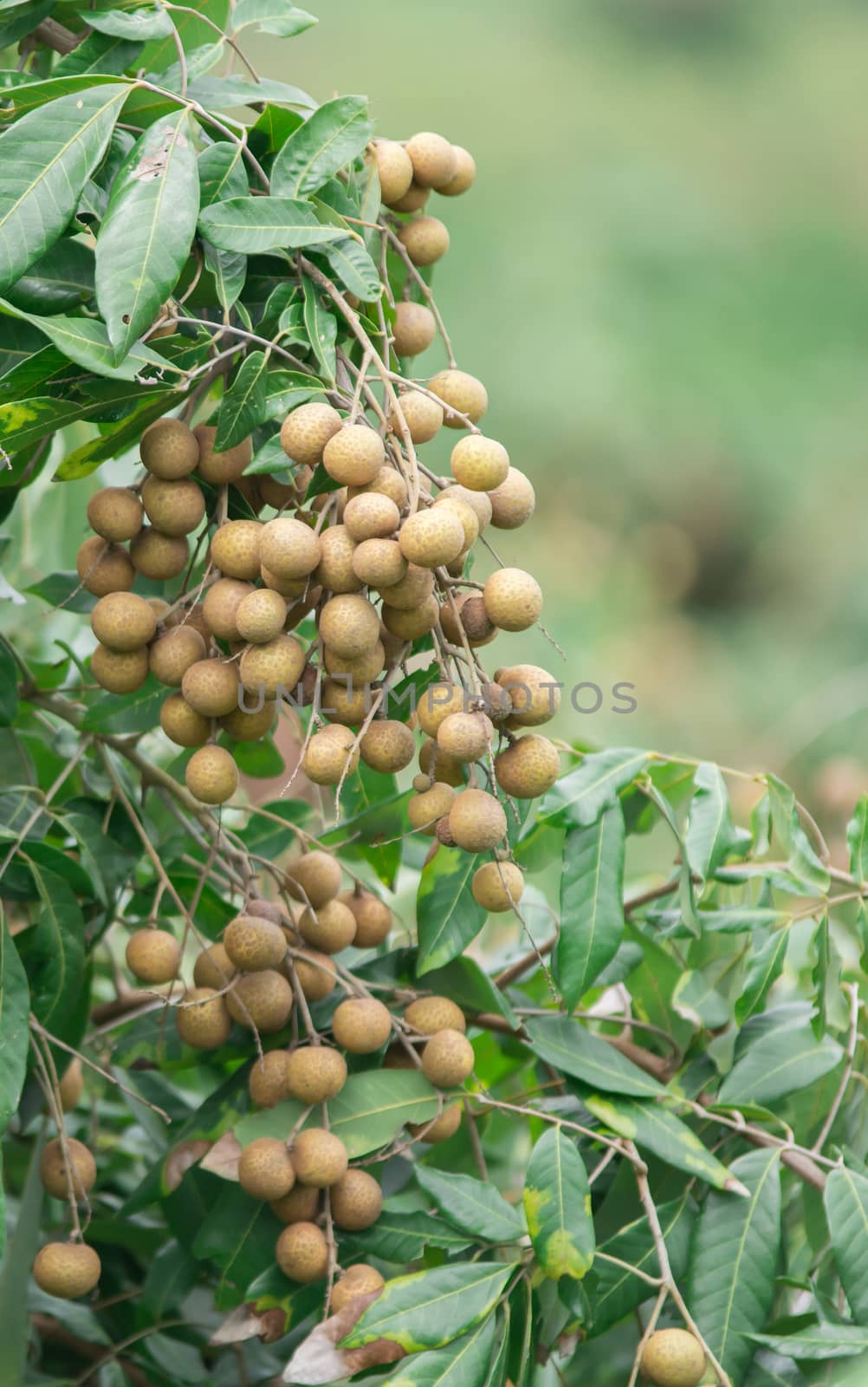 fresh longan on tree by anankkml