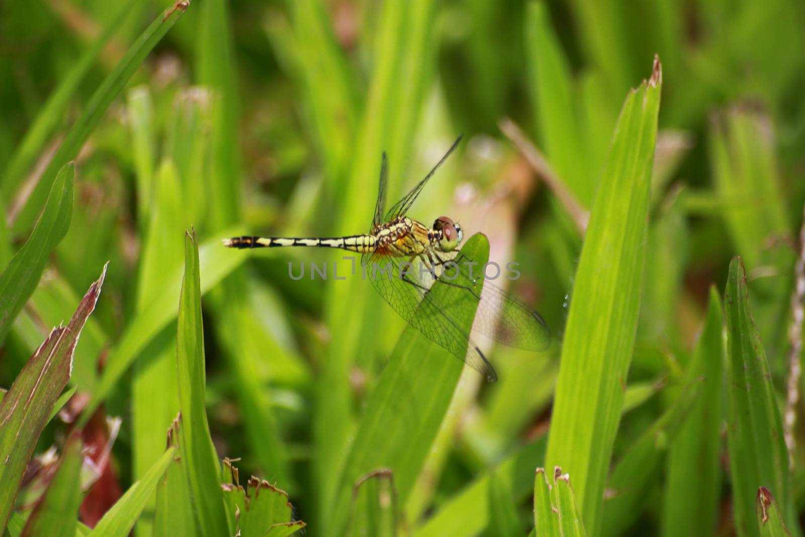 It is a dragonfly on the grassland.