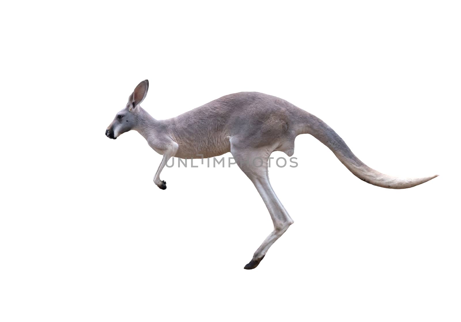 grey kangaroo jumping isolated on white background