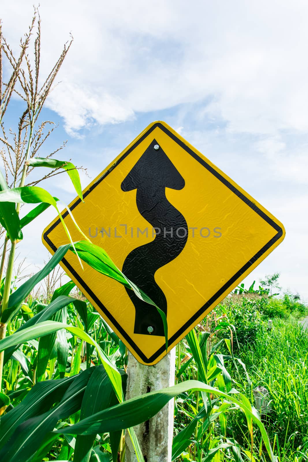 the yellow winding road sign on the road side under the sun light