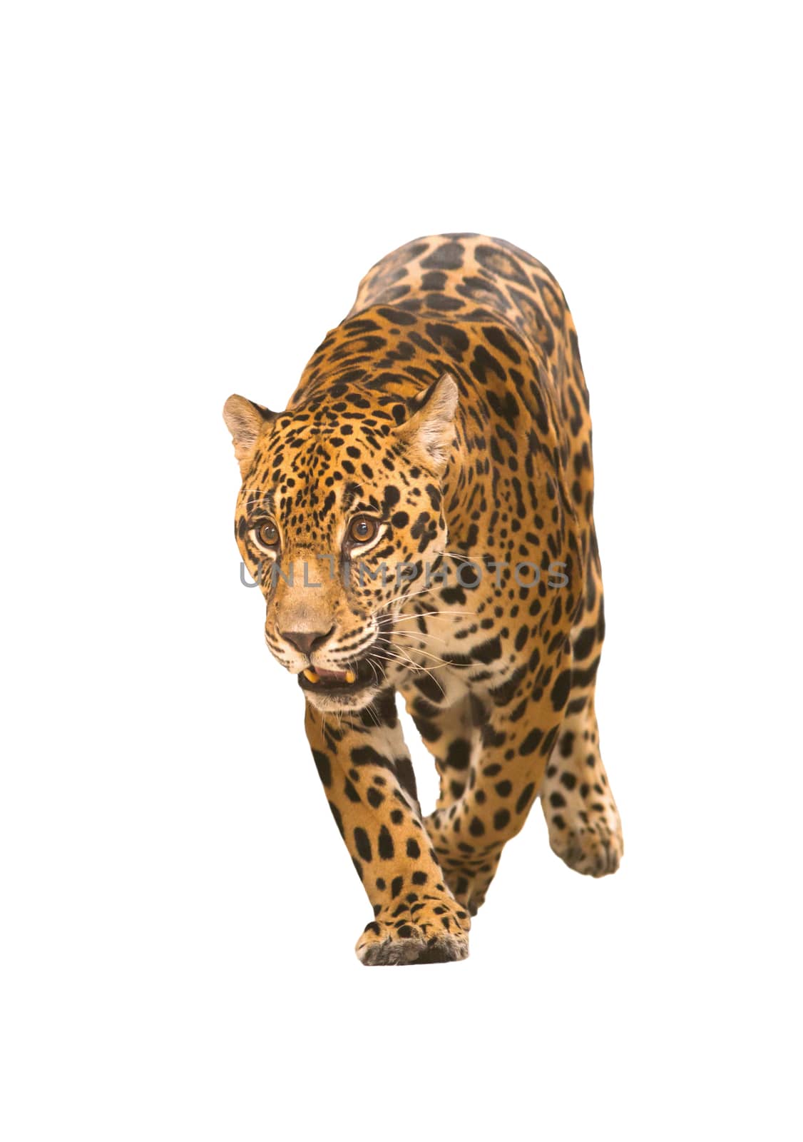 jaguar ( panthera onca ) isolated by anankkml