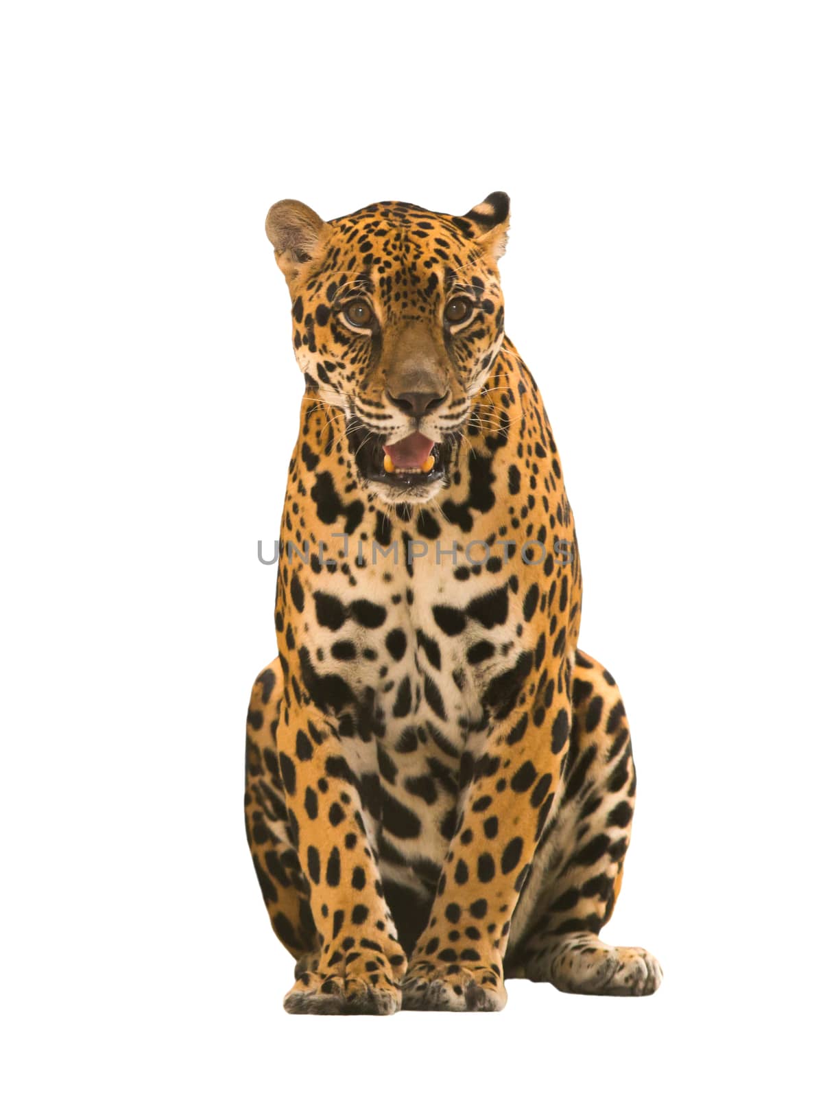 jaguar ( panthera onca ) isolated by anankkml