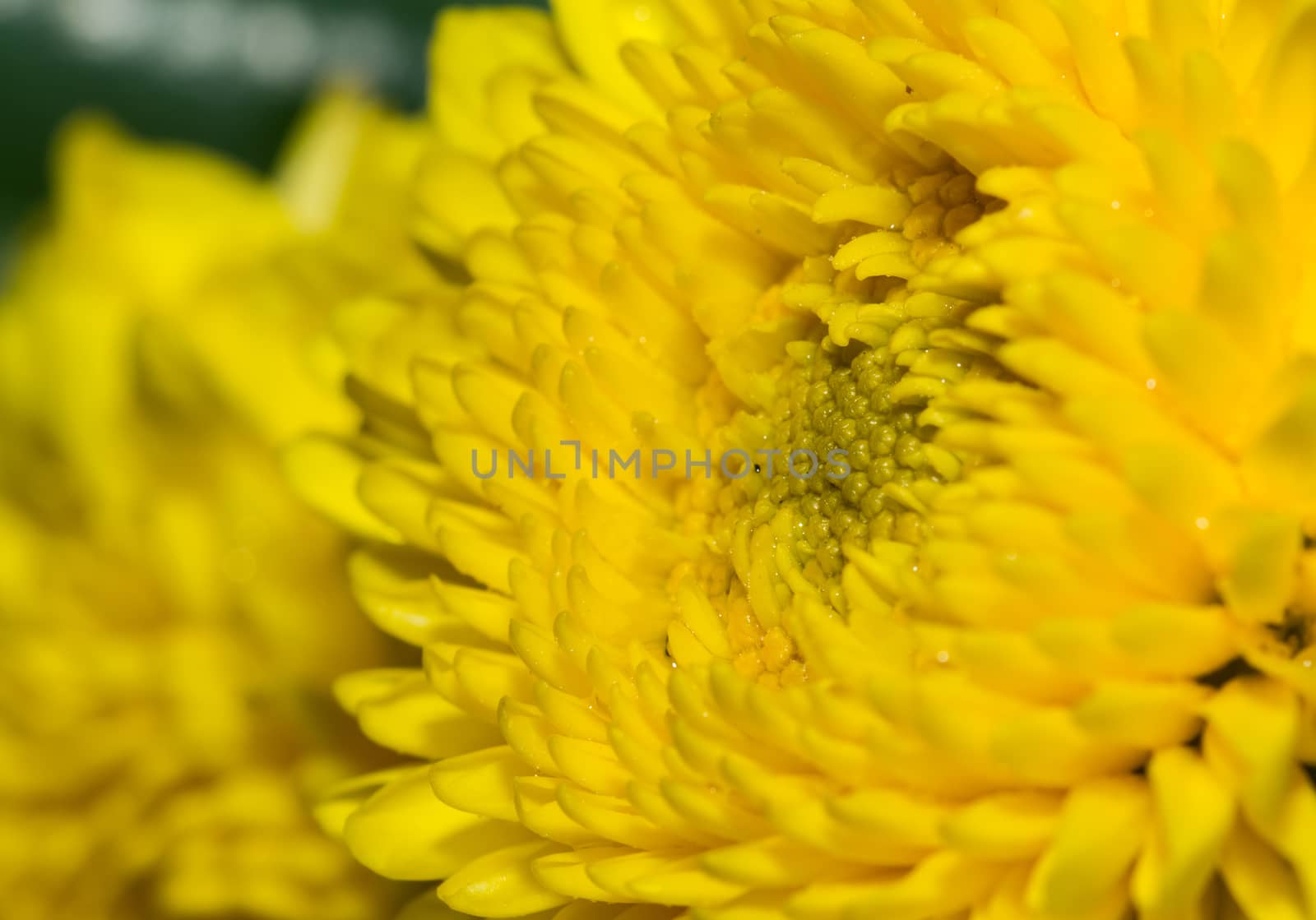 the beautiful close up of yellow flower aster, daisy petal