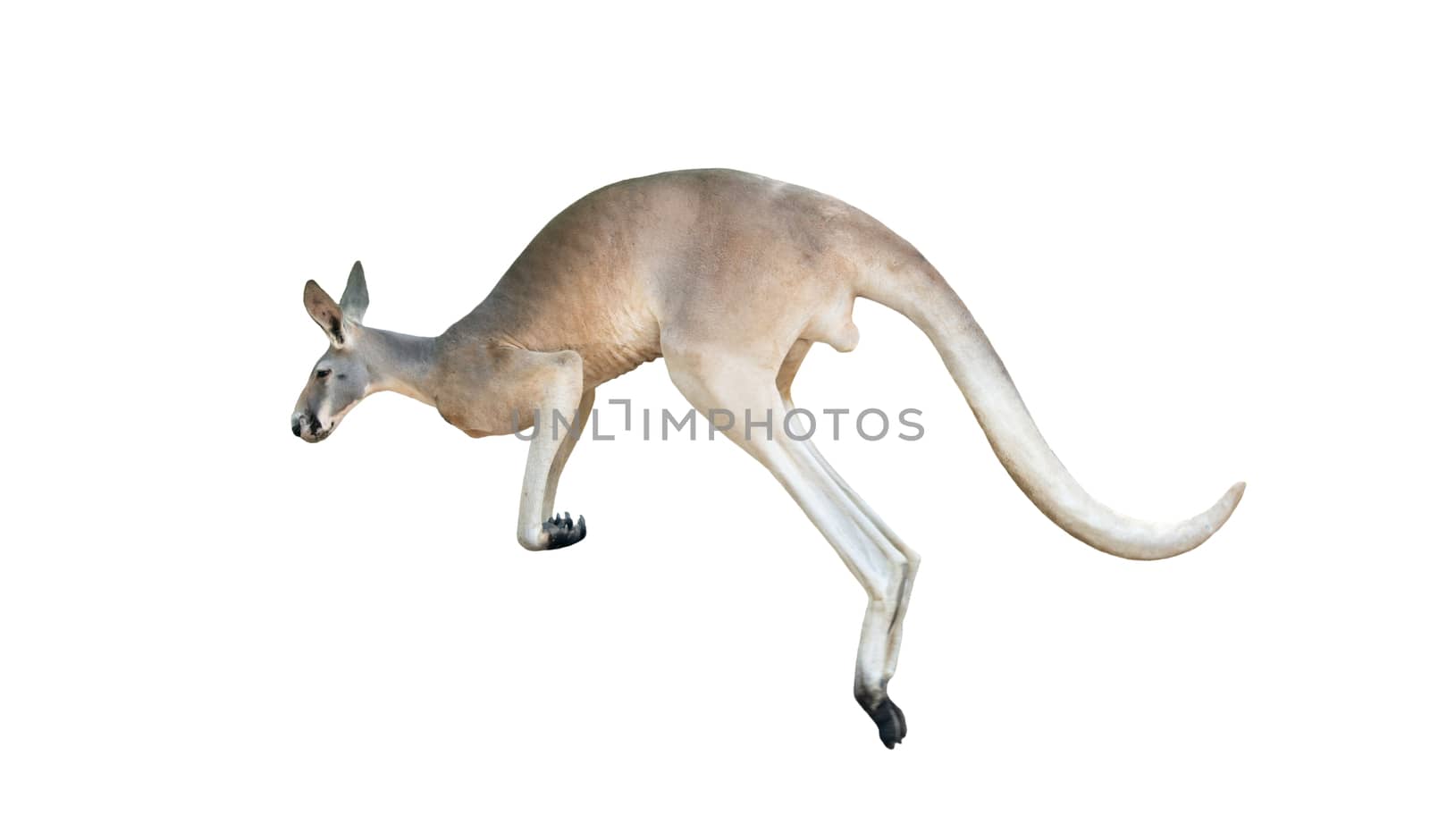 red kangaroo jumping isolated on white background