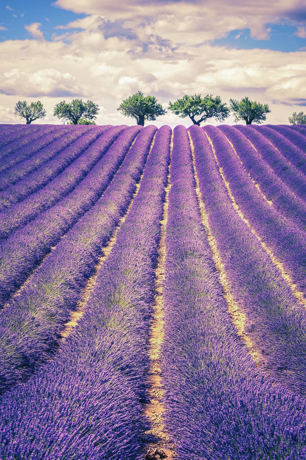 Lavender field with trees by vwalakte
