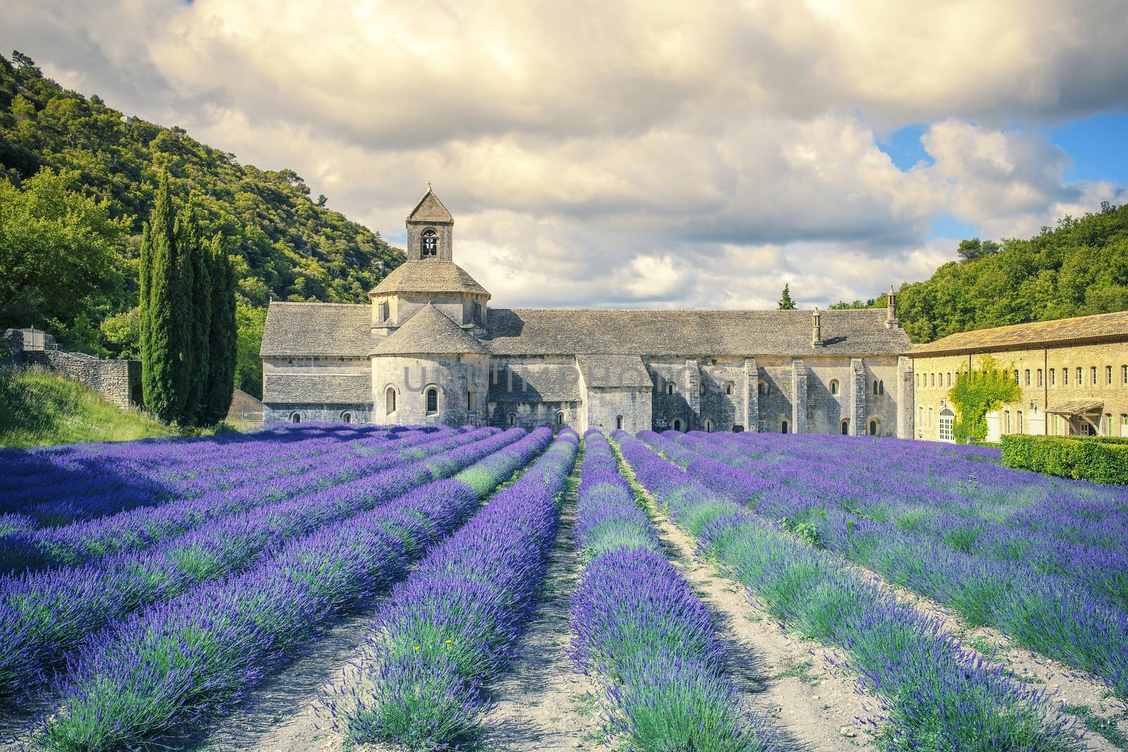 Abbey of Senanque in morning light. Gordes, Luberon, Vaucluse, Provence, France, Europe. 