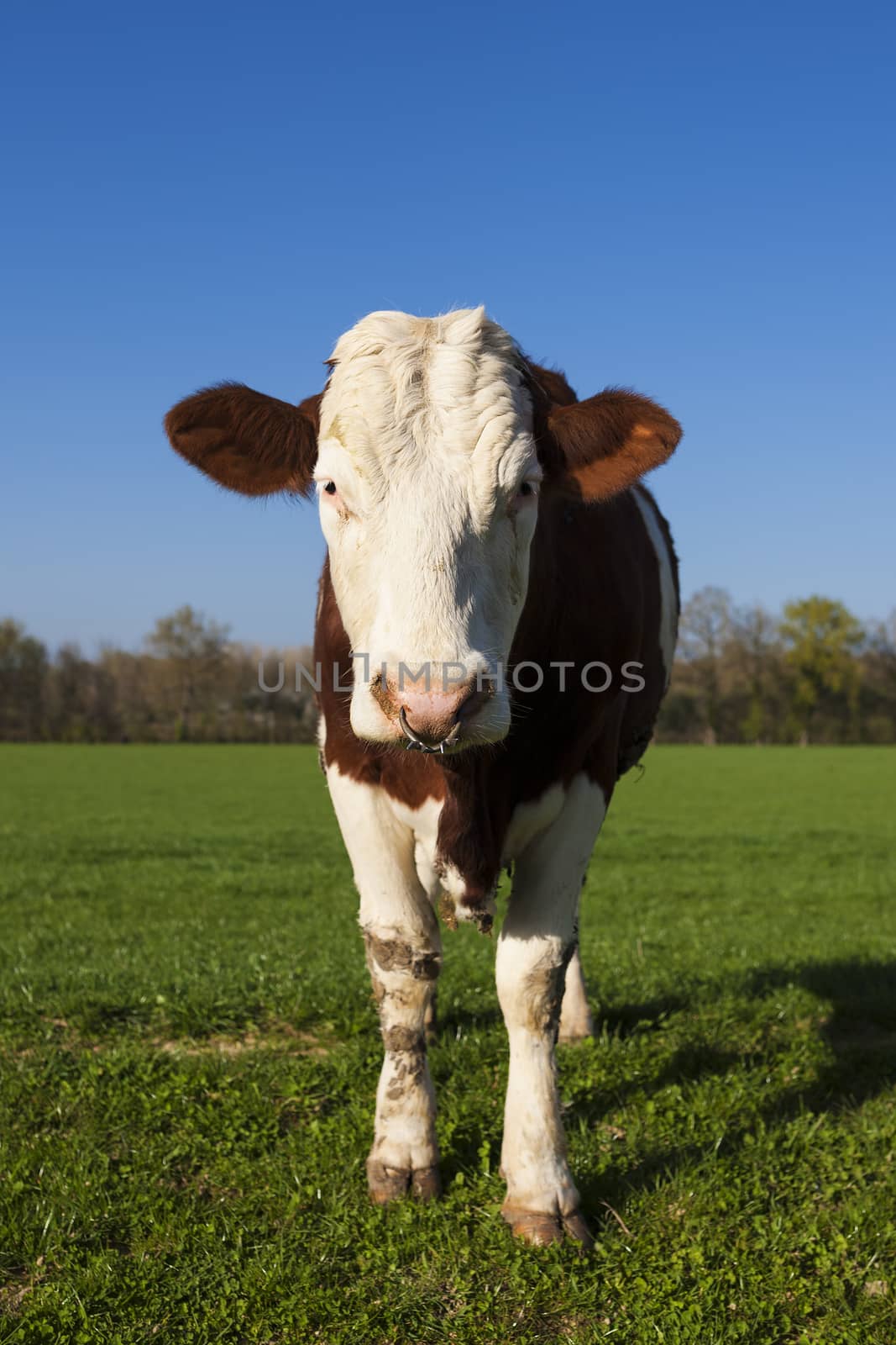 White and brown cow on green grass by vwalakte