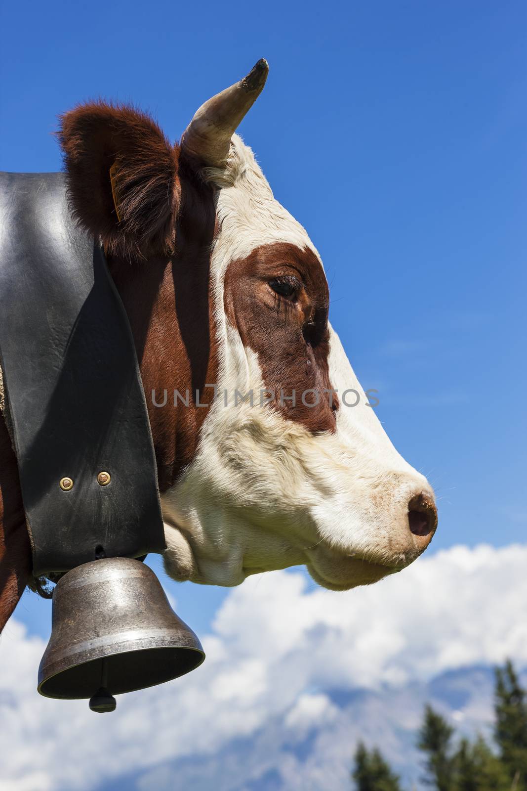 Brown cow in alpine mountain, France