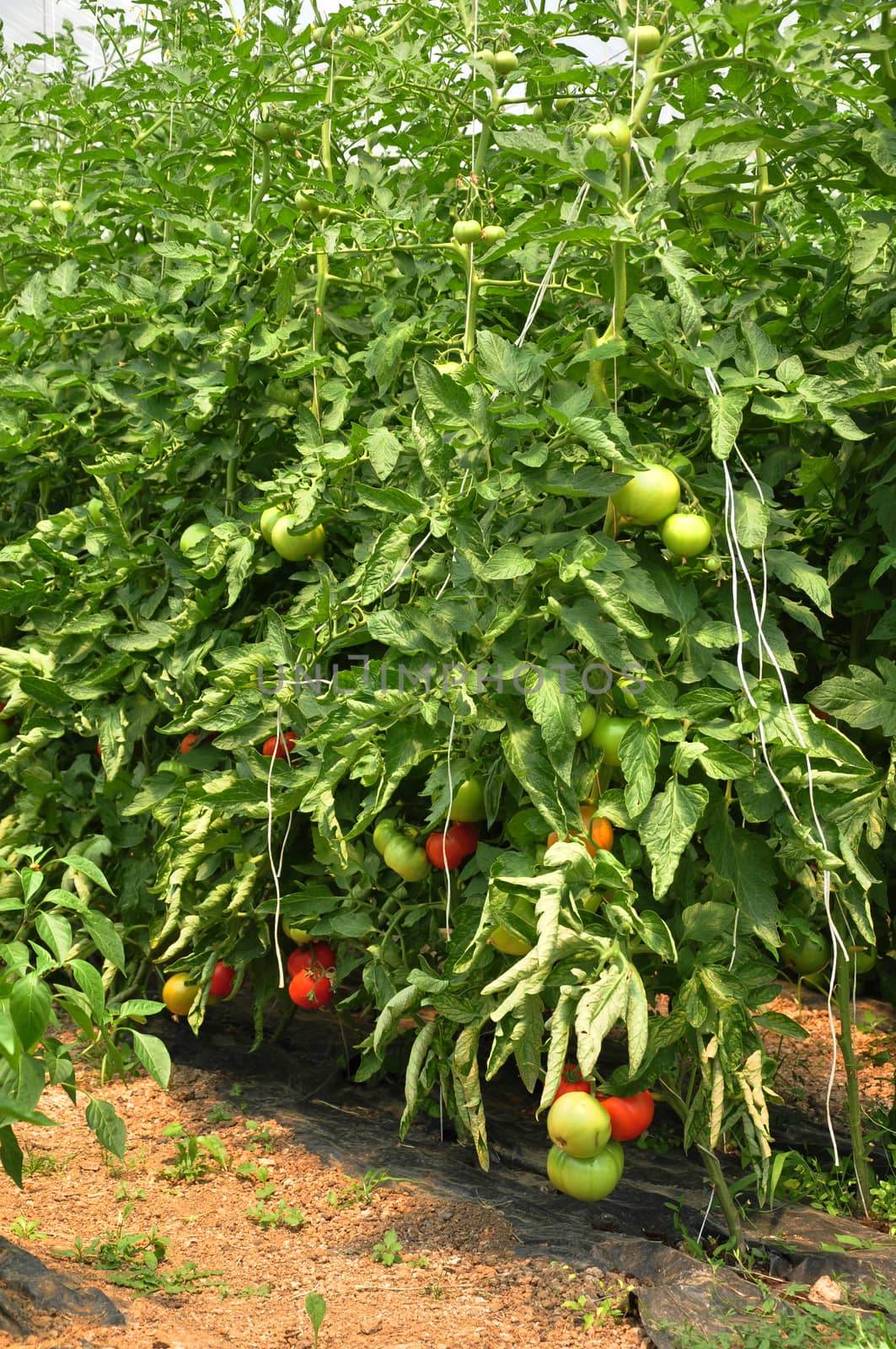 bush of tomatoes