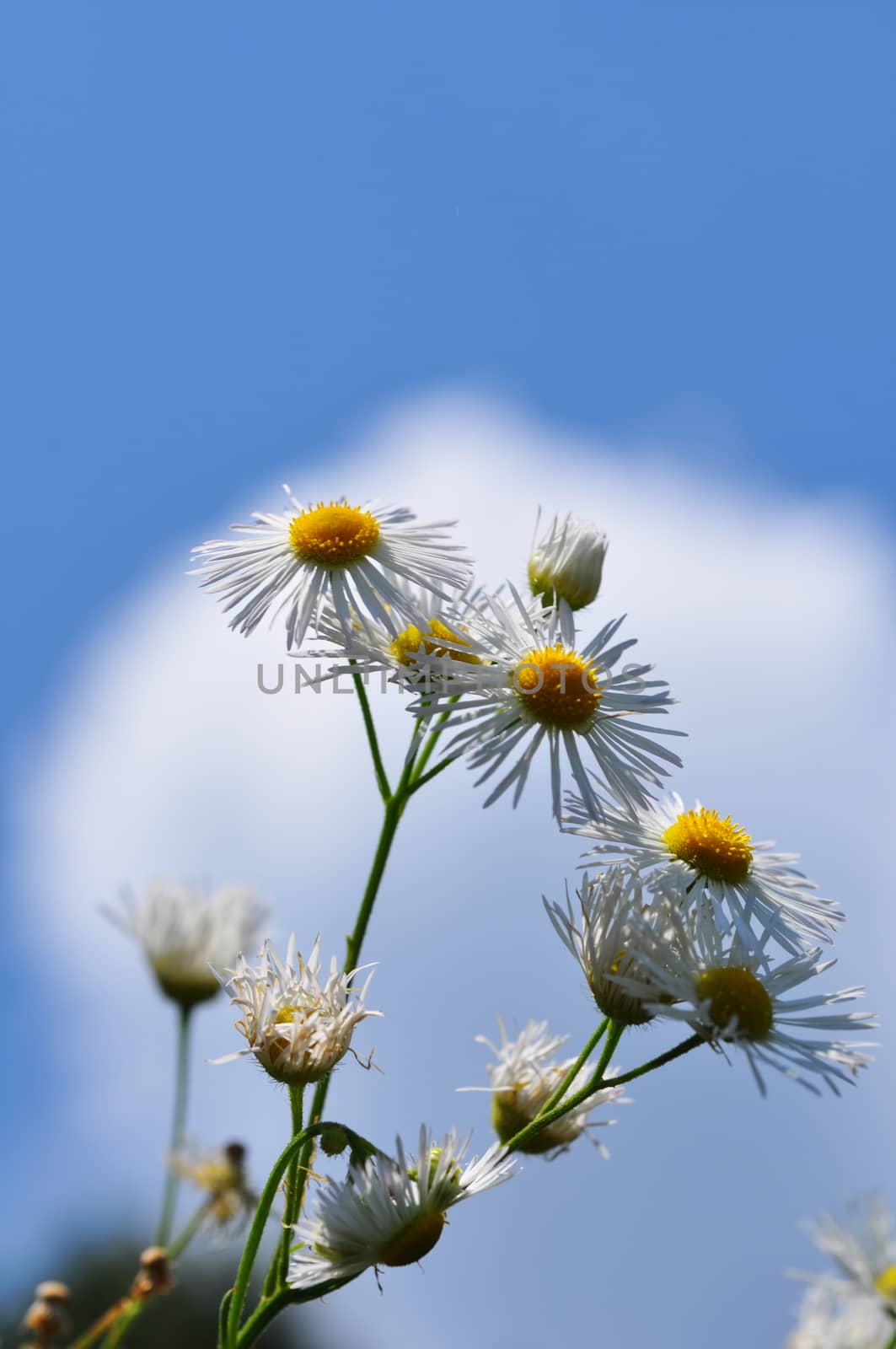 camomile against the blue sky