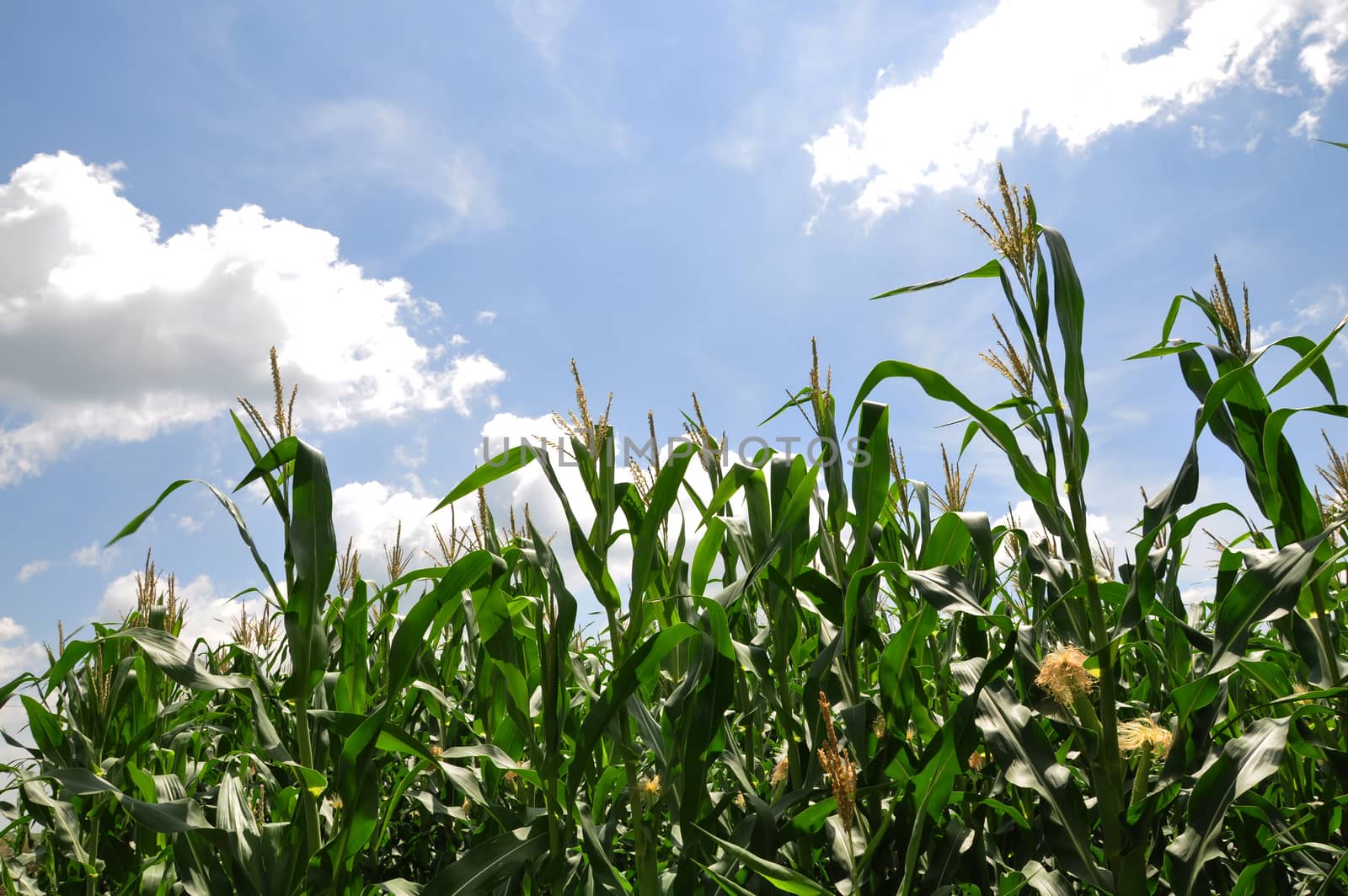 Corn field by Nikola30