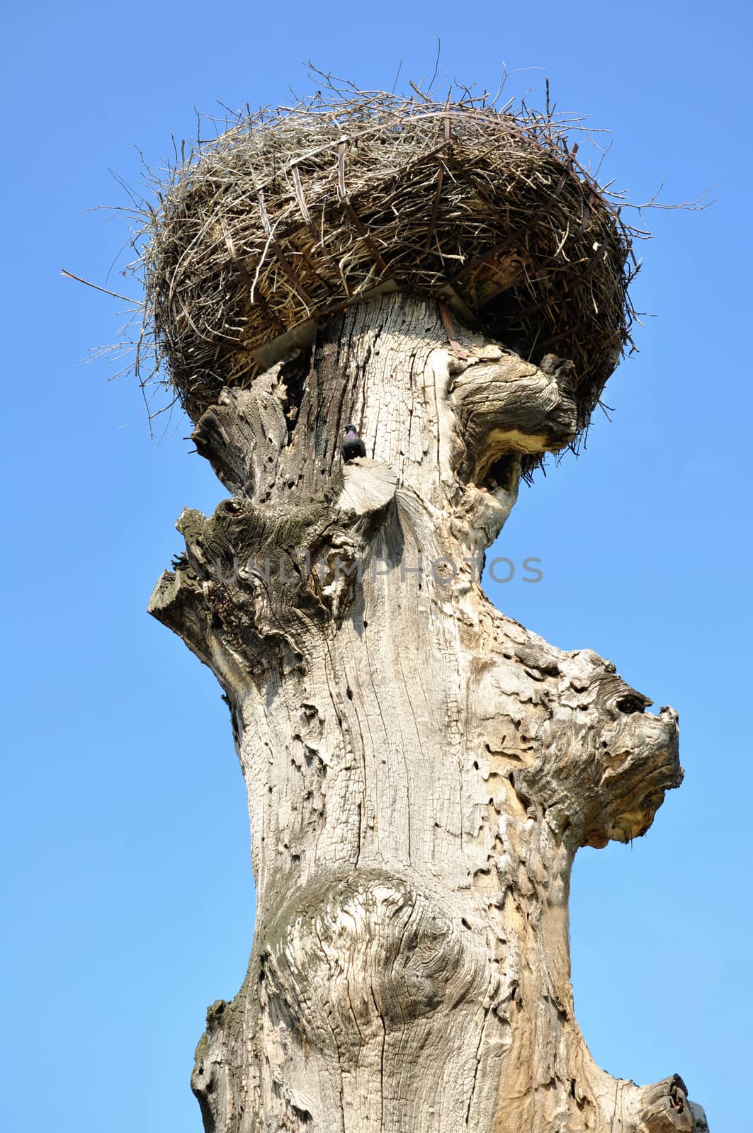 crane nest on an old tree by Nikola30
